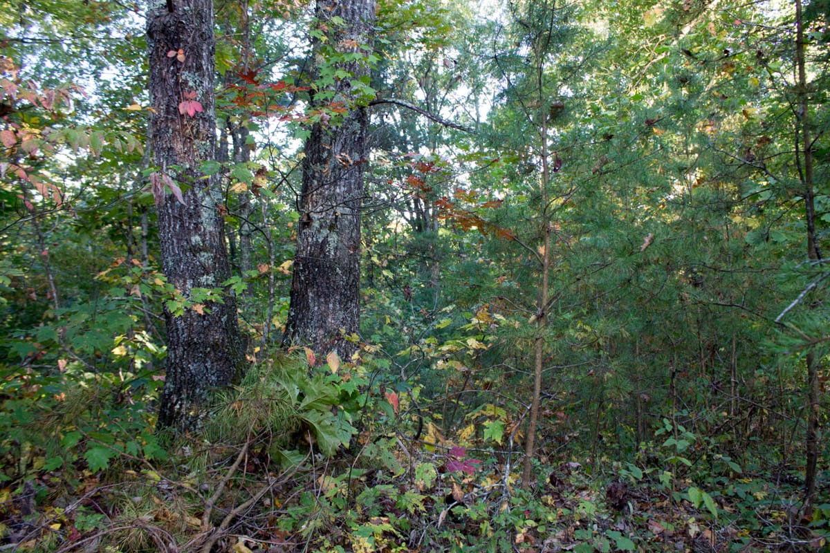 Black Oak Ranch Tract 3 photo 9