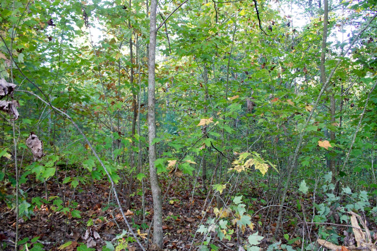 Black Oak Ranch Tract 3 photo 10