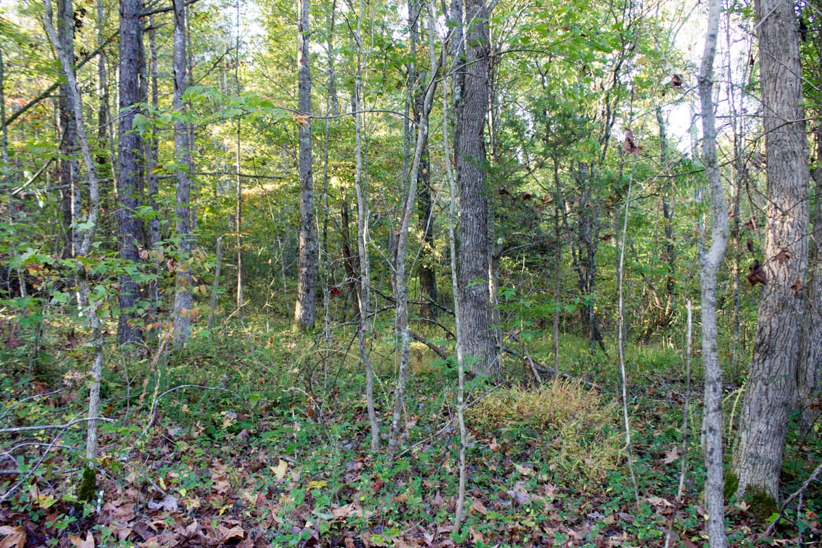 Black Oak Ranch Tract 3 photo 11