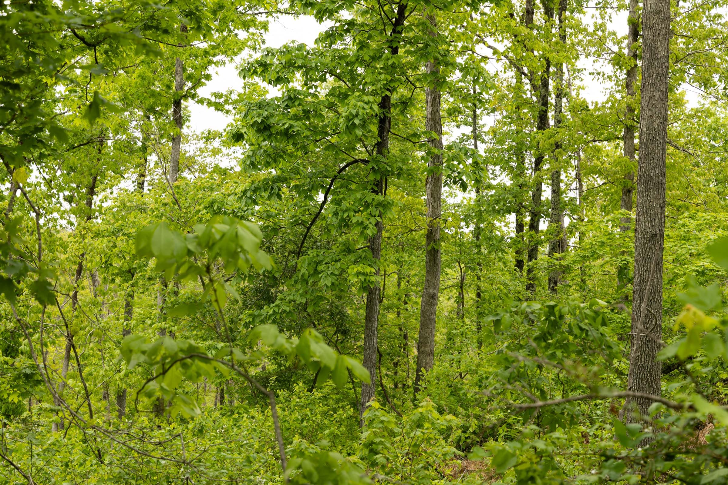 Stardust Estates Tract 2 photo 12