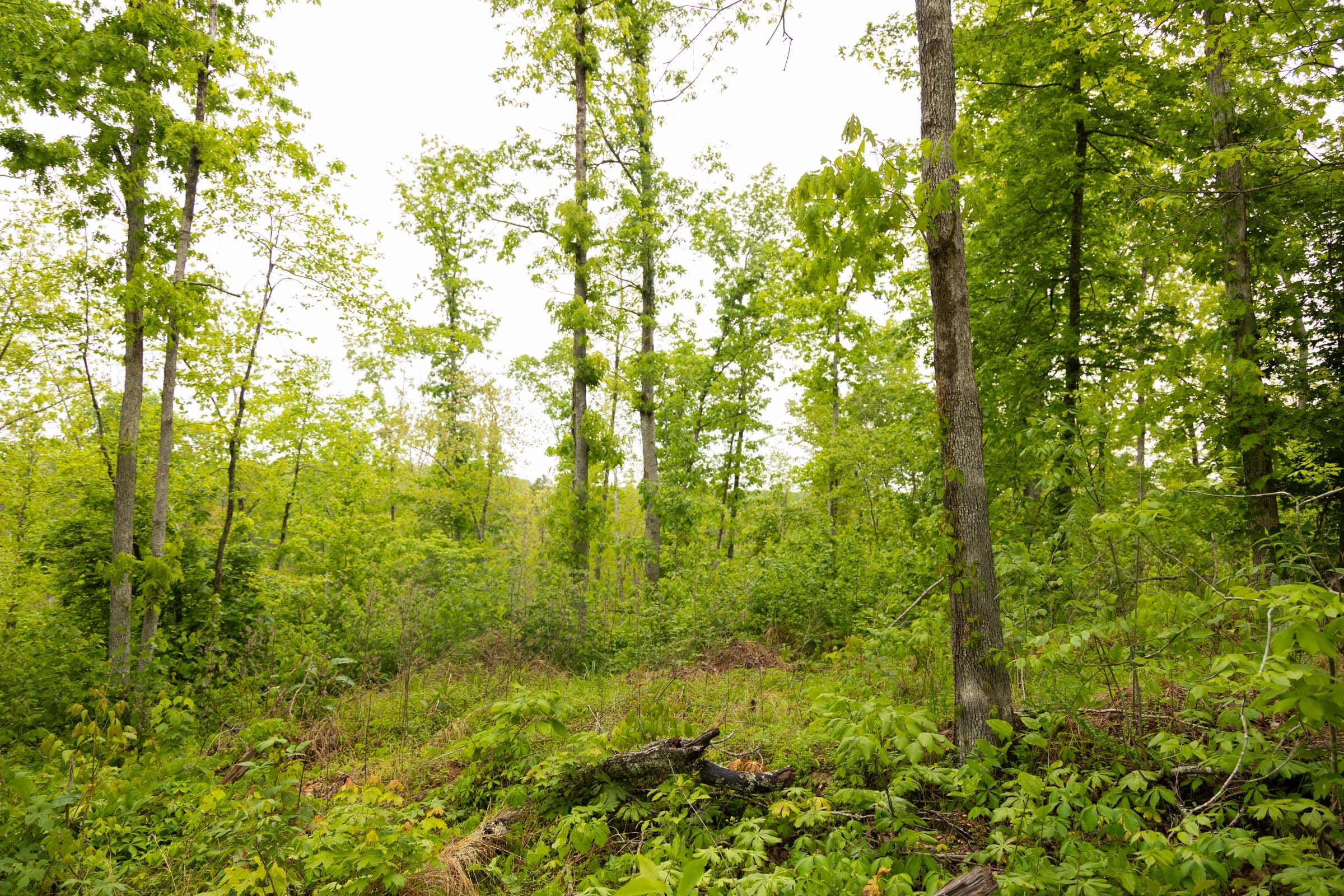 Stardust Estates Tract 2 photo 10