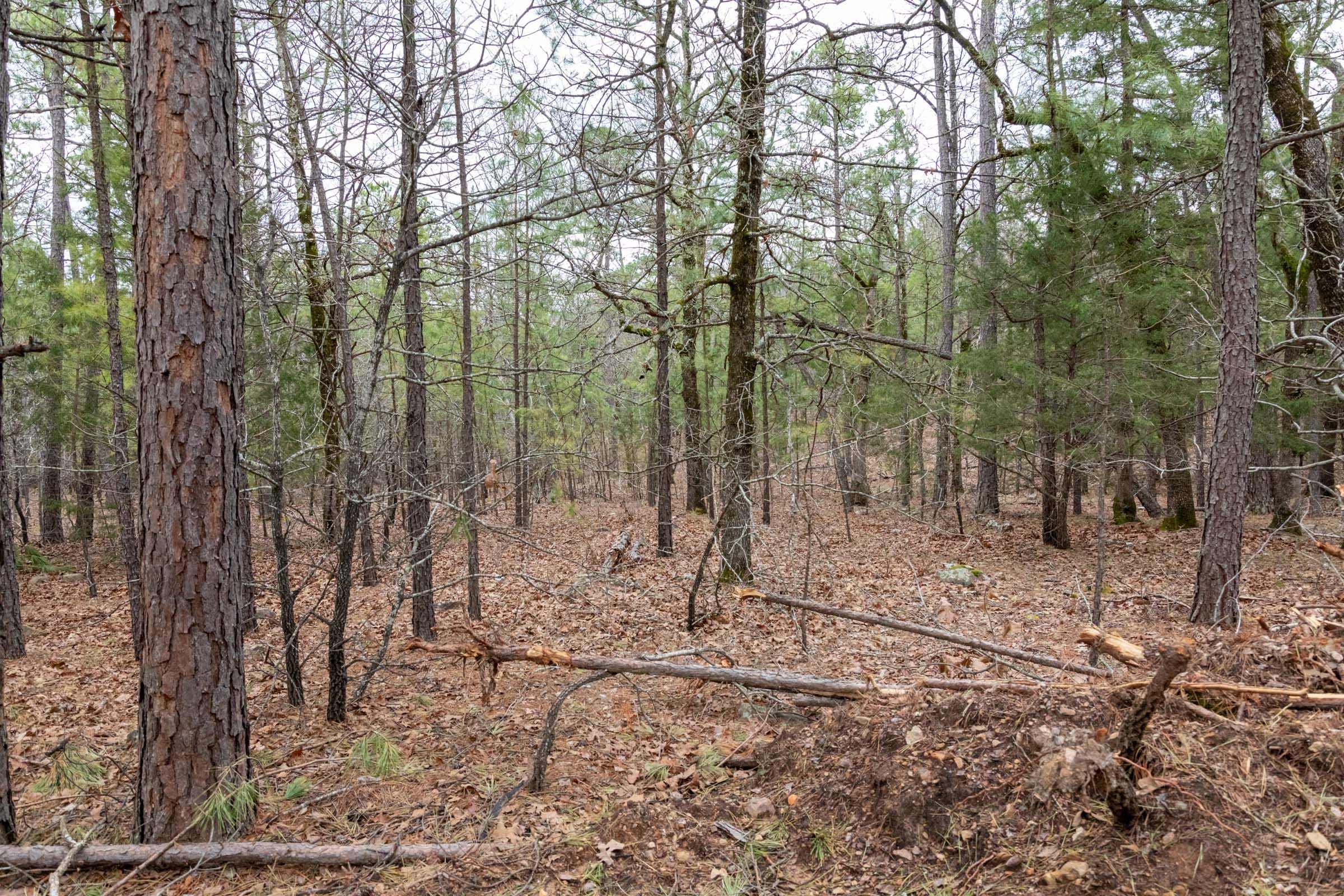 Stone Bridge Phase III Tract 207 photo 11
