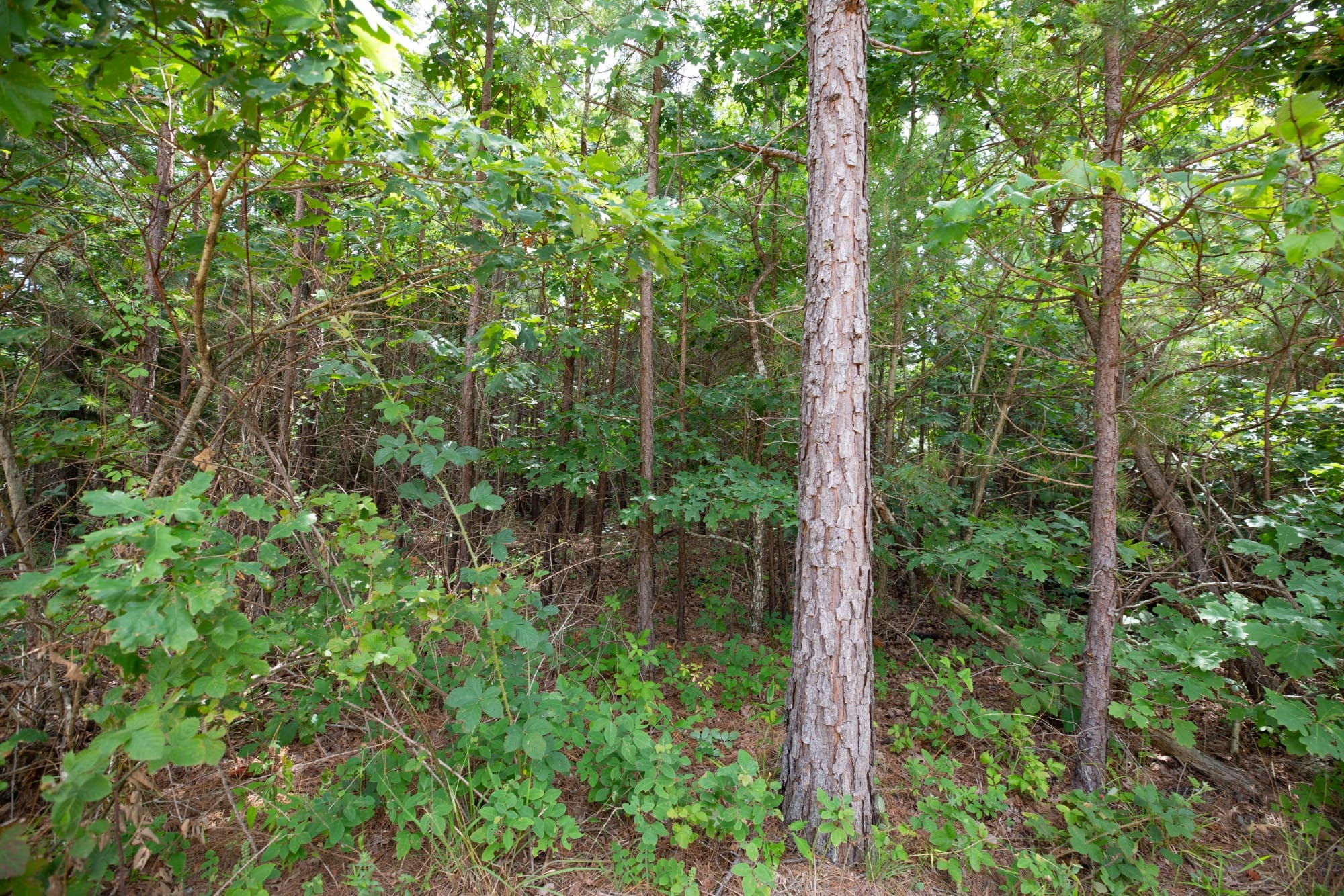 Eagle’s Nest Tract 46 photo 3