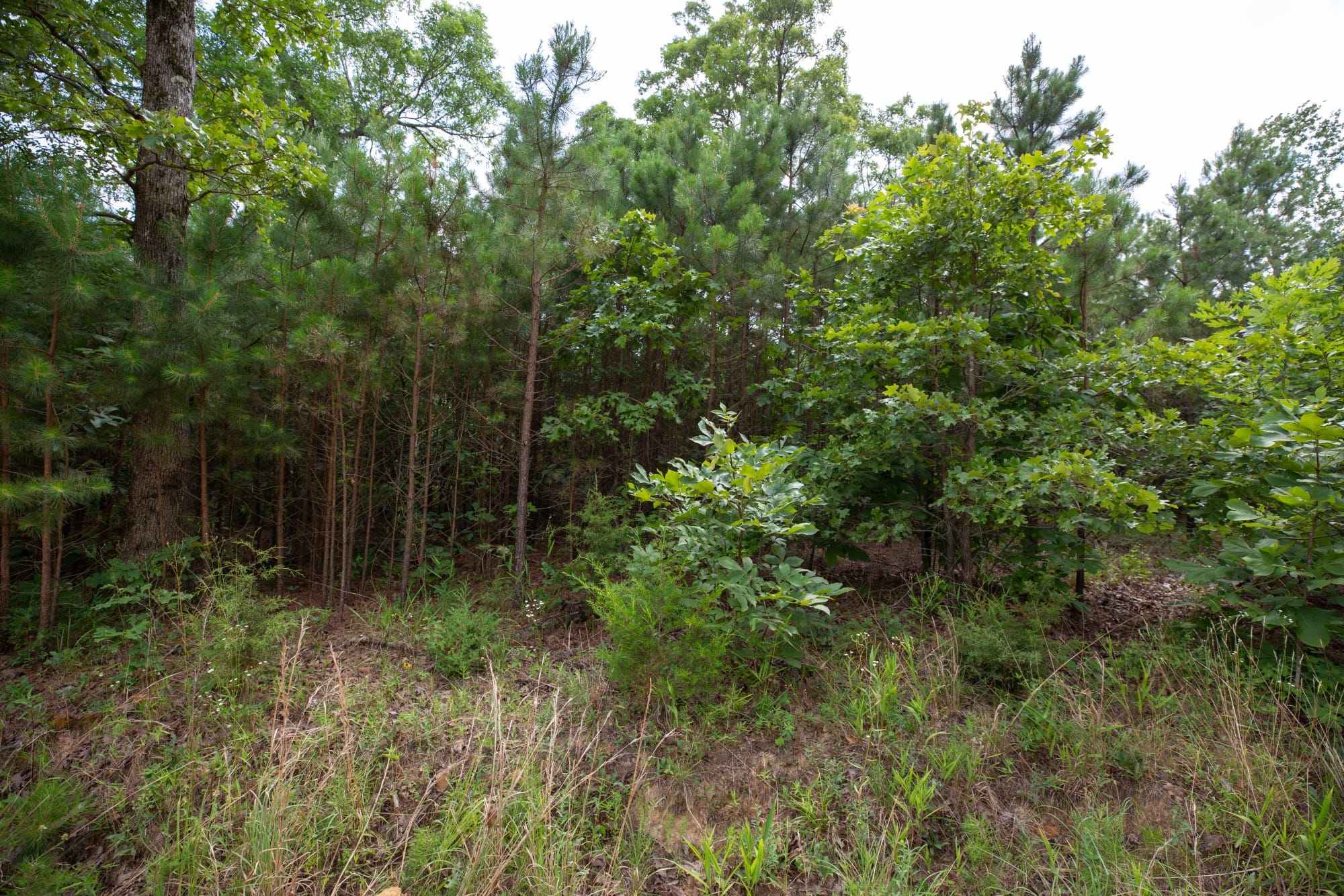 Eagle’s Nest Tract 46 photo 4