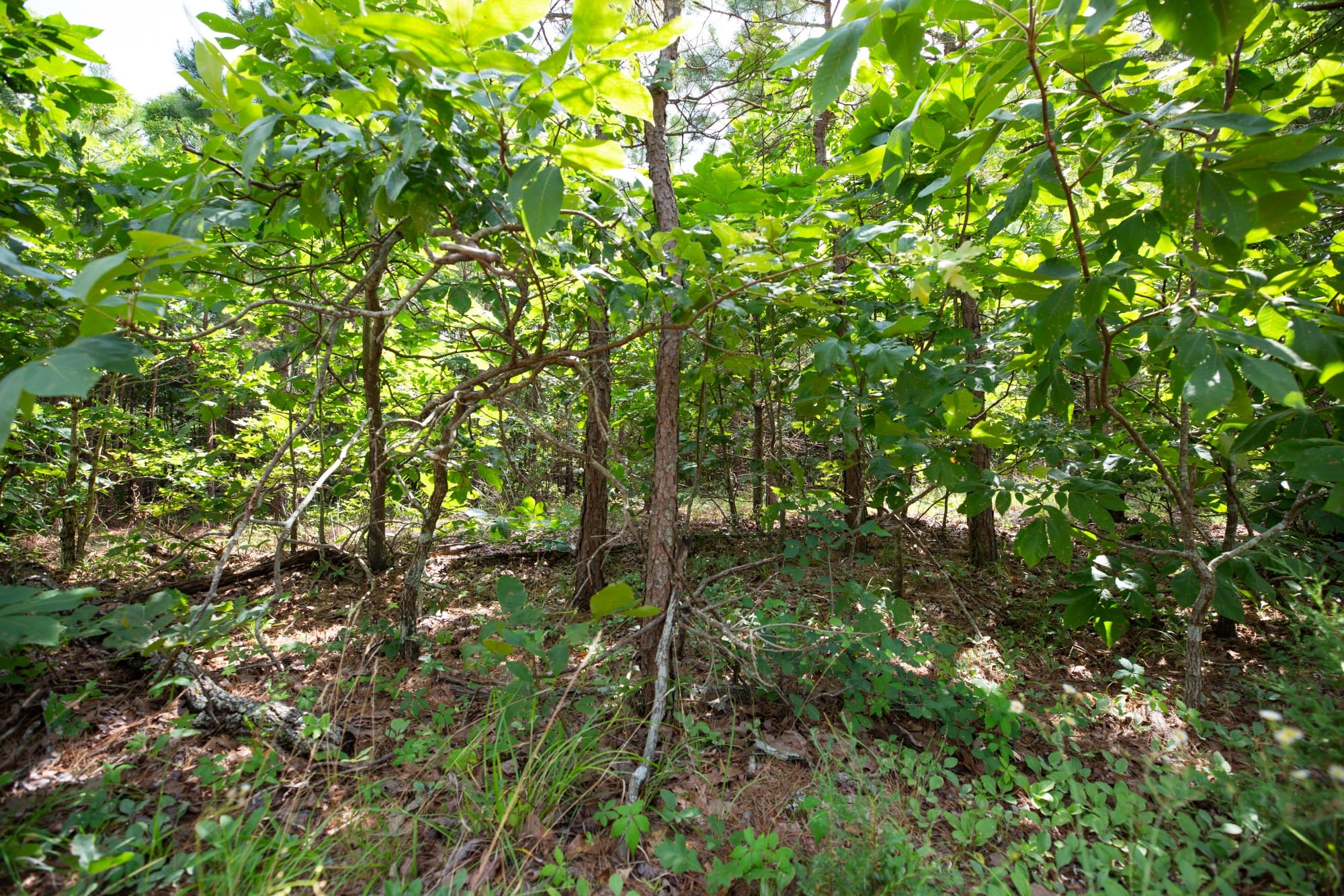 Eagle’s Nest Tract 46 photo 5