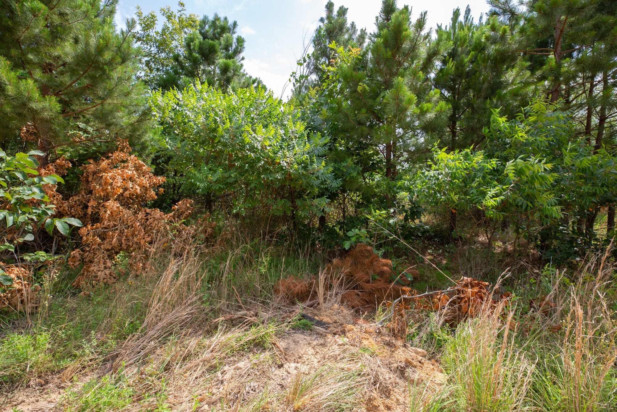 Eagle’s Nest Tract 46 photo 8