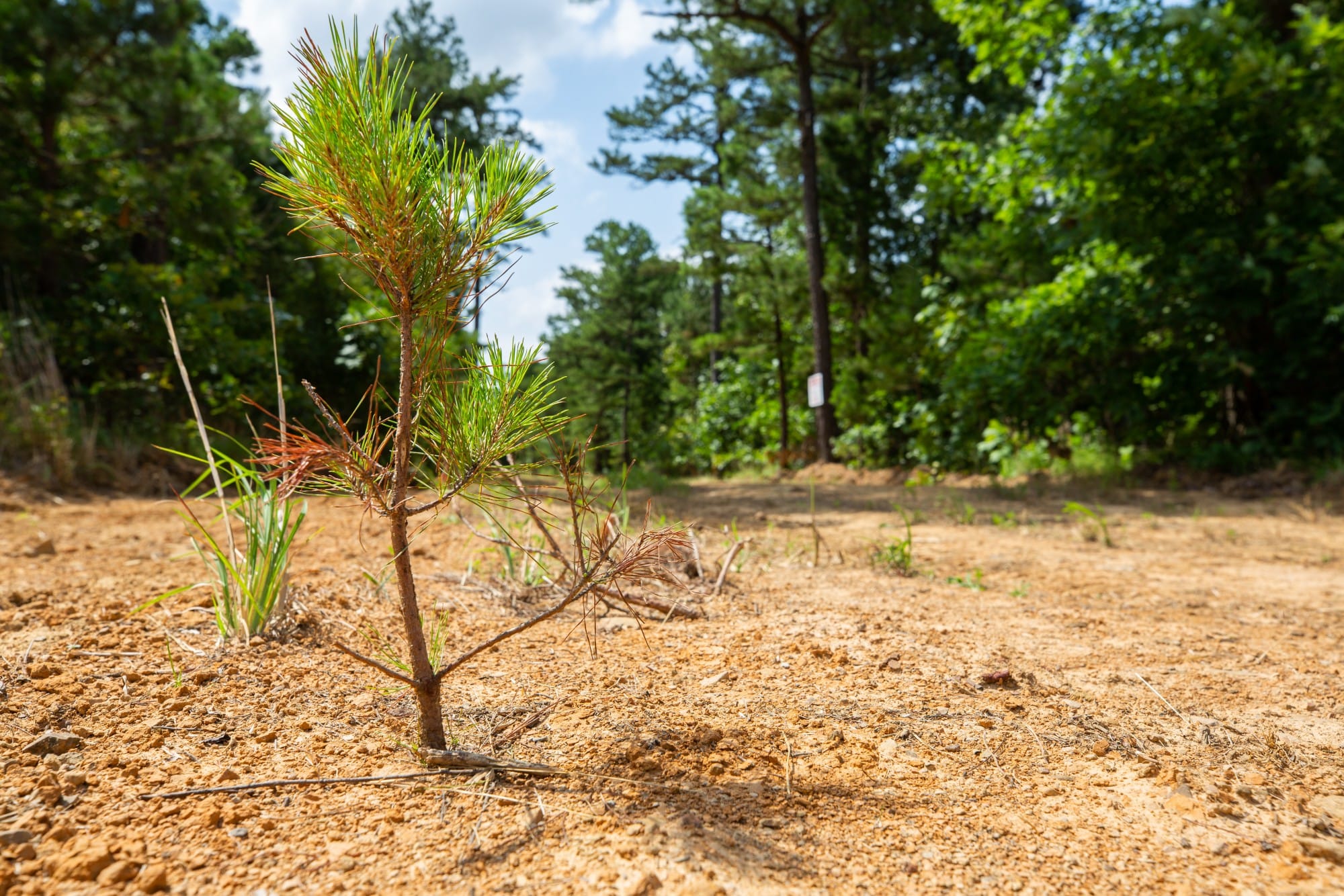 Eagle’s Nest Tract 46 photo 2