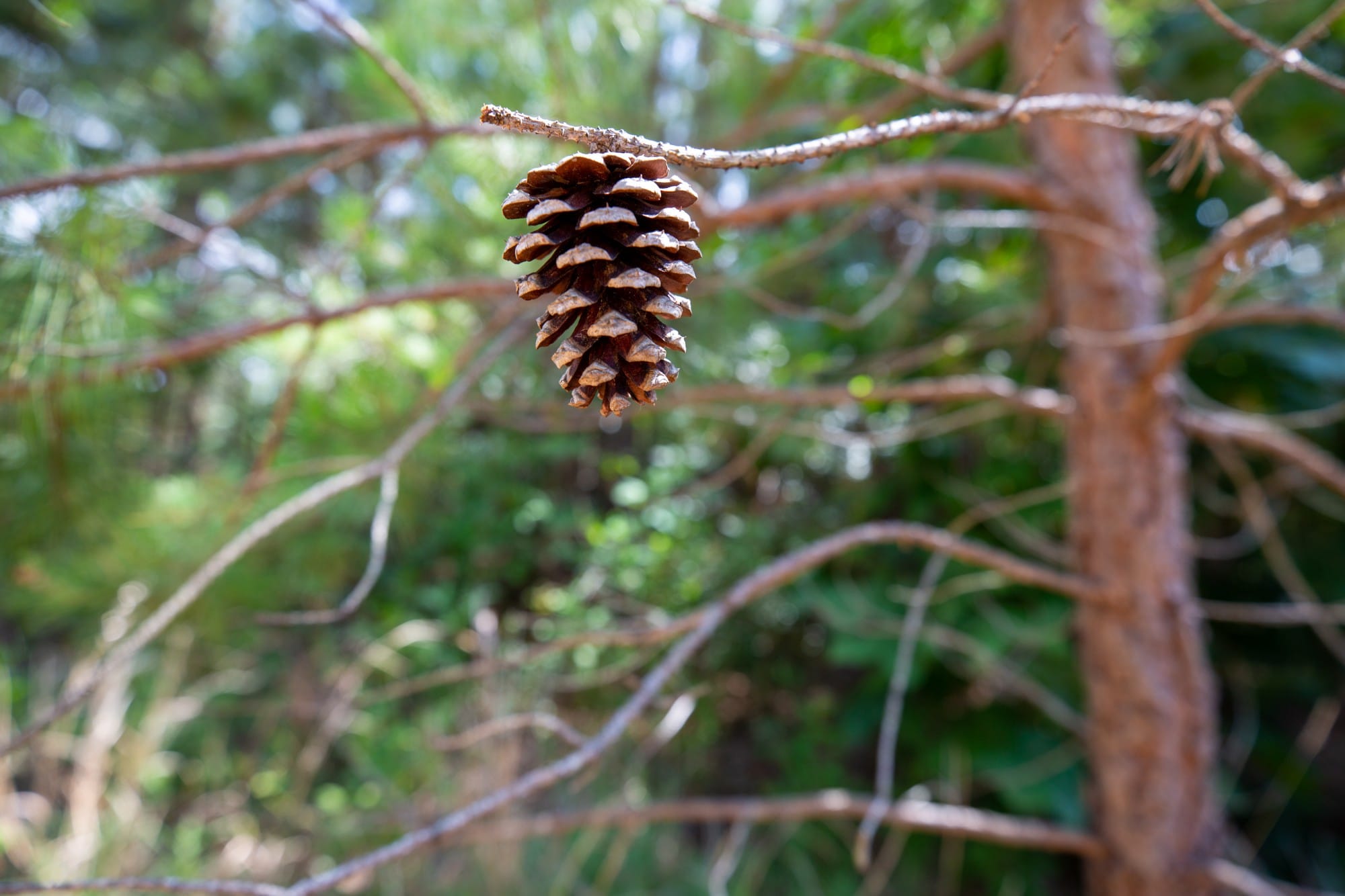 Eagle’s Nest Tract 46 photo 10