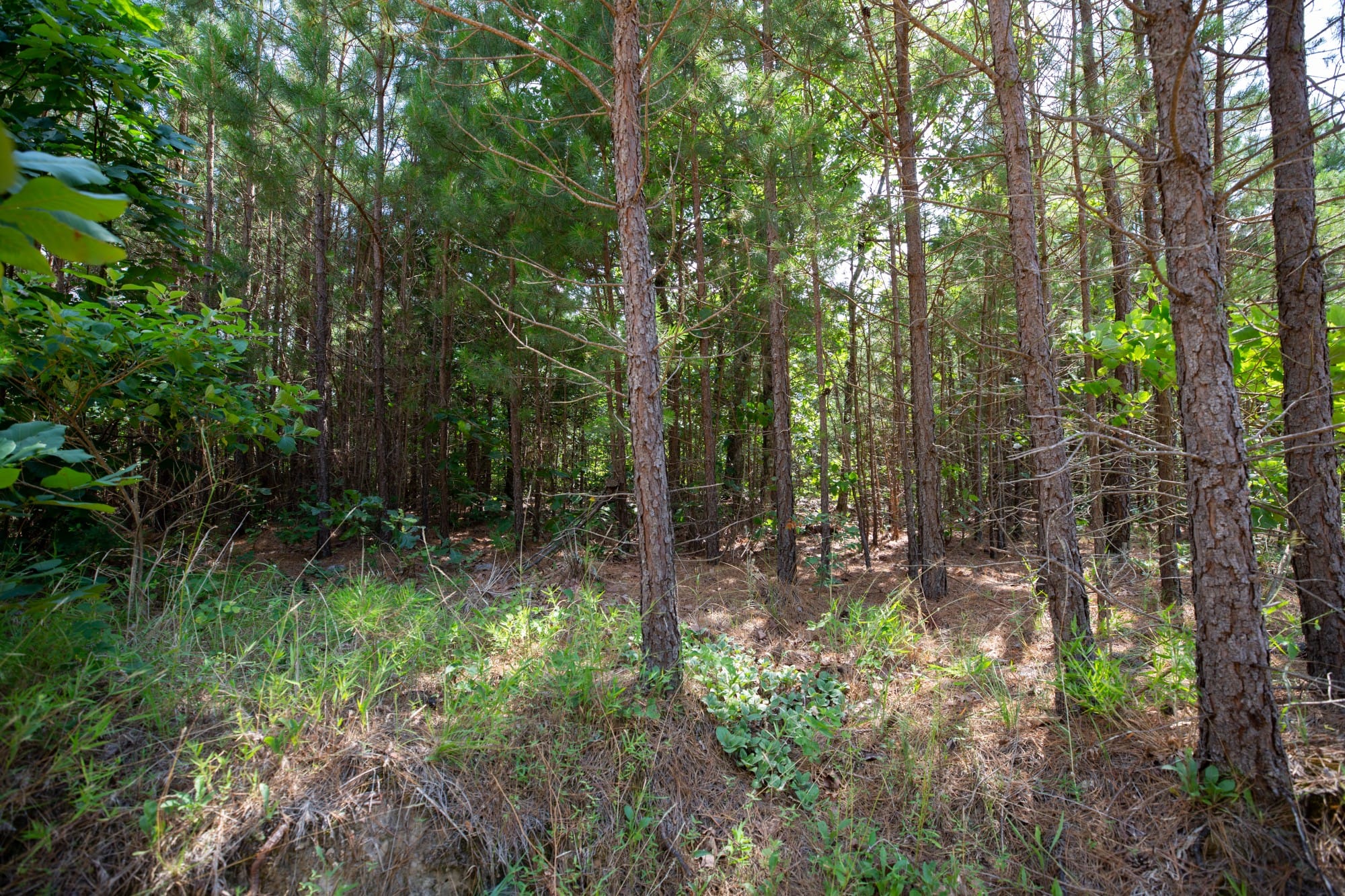 Eagle’s Nest Tract 46 photo 11