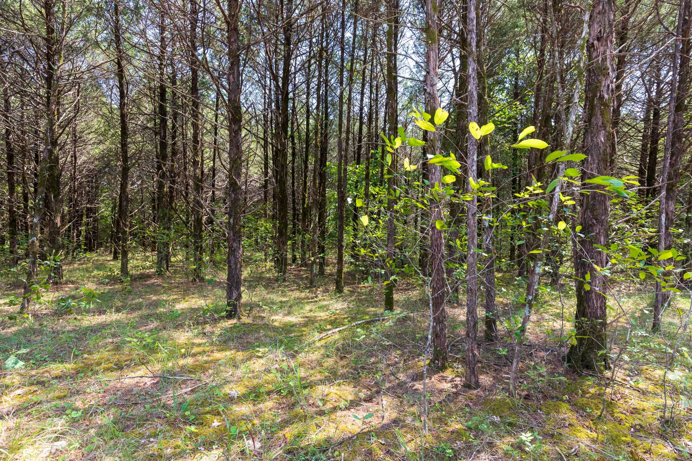 Heritage Bend Tract 41 photo 3