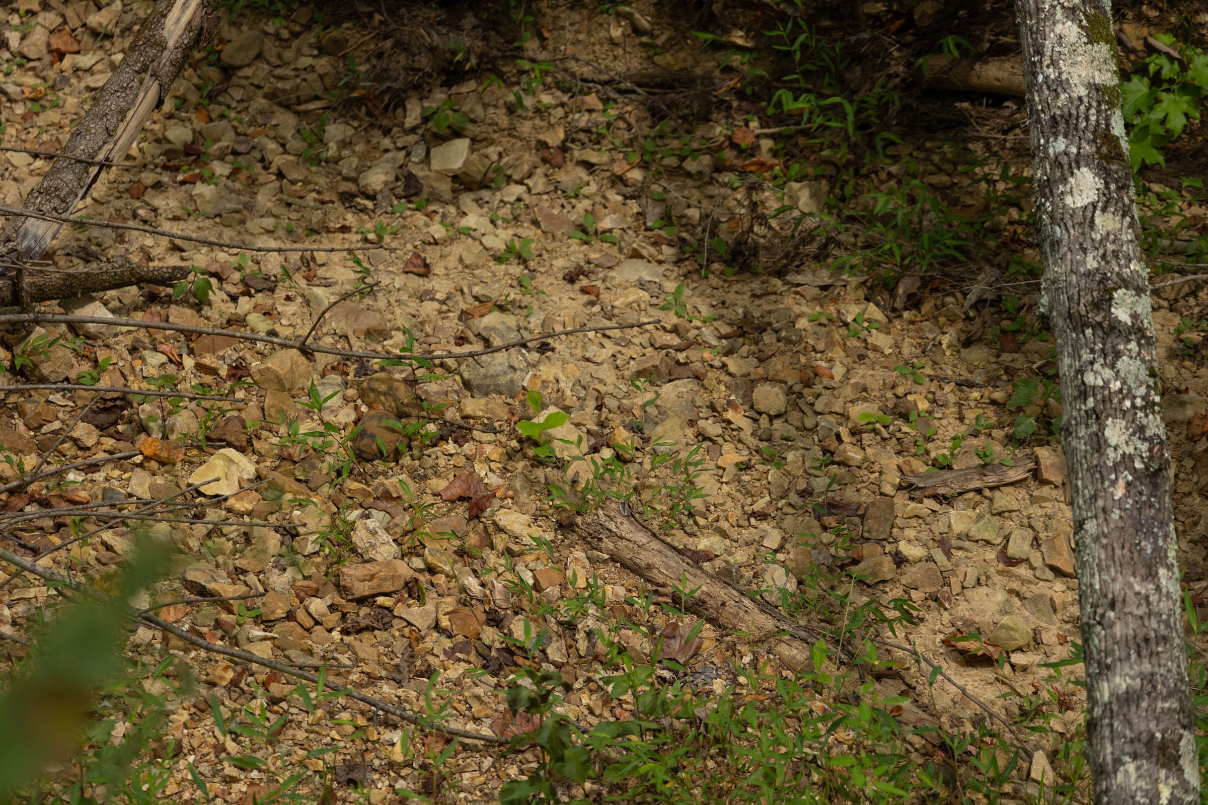 Big White Oak Tract 143 photo 12