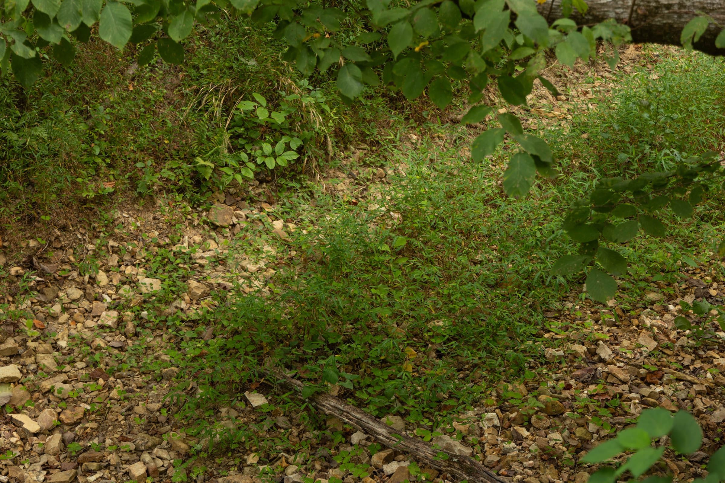 Big White Oak Tract 143 photo 11