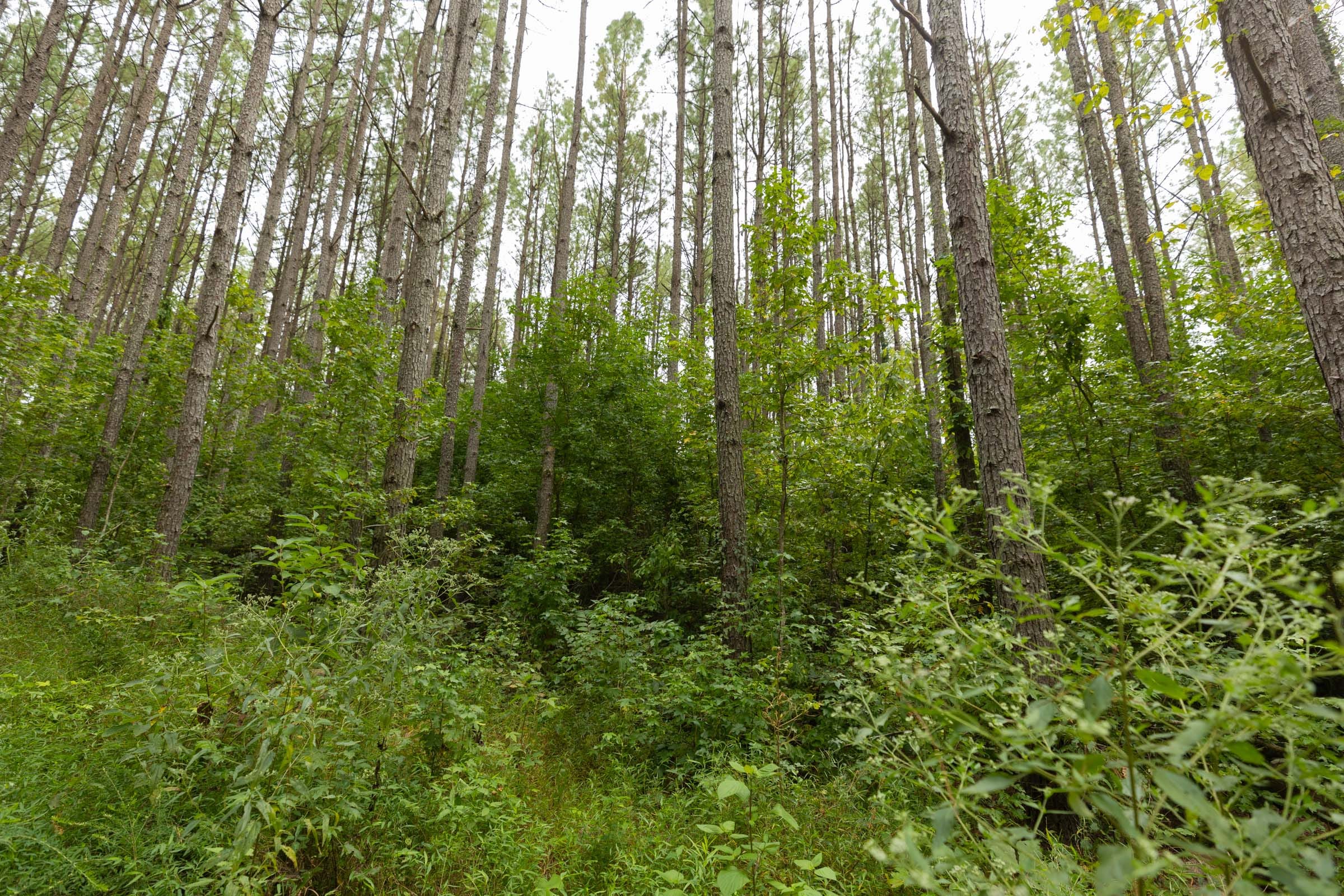 Big White Oak Tract 143 photo 9