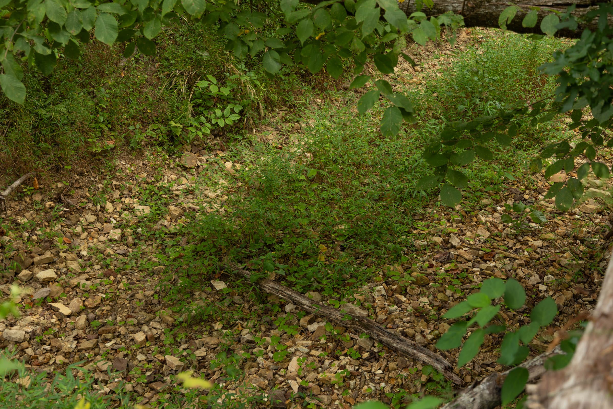Big White Oak Tract 143 photo 8