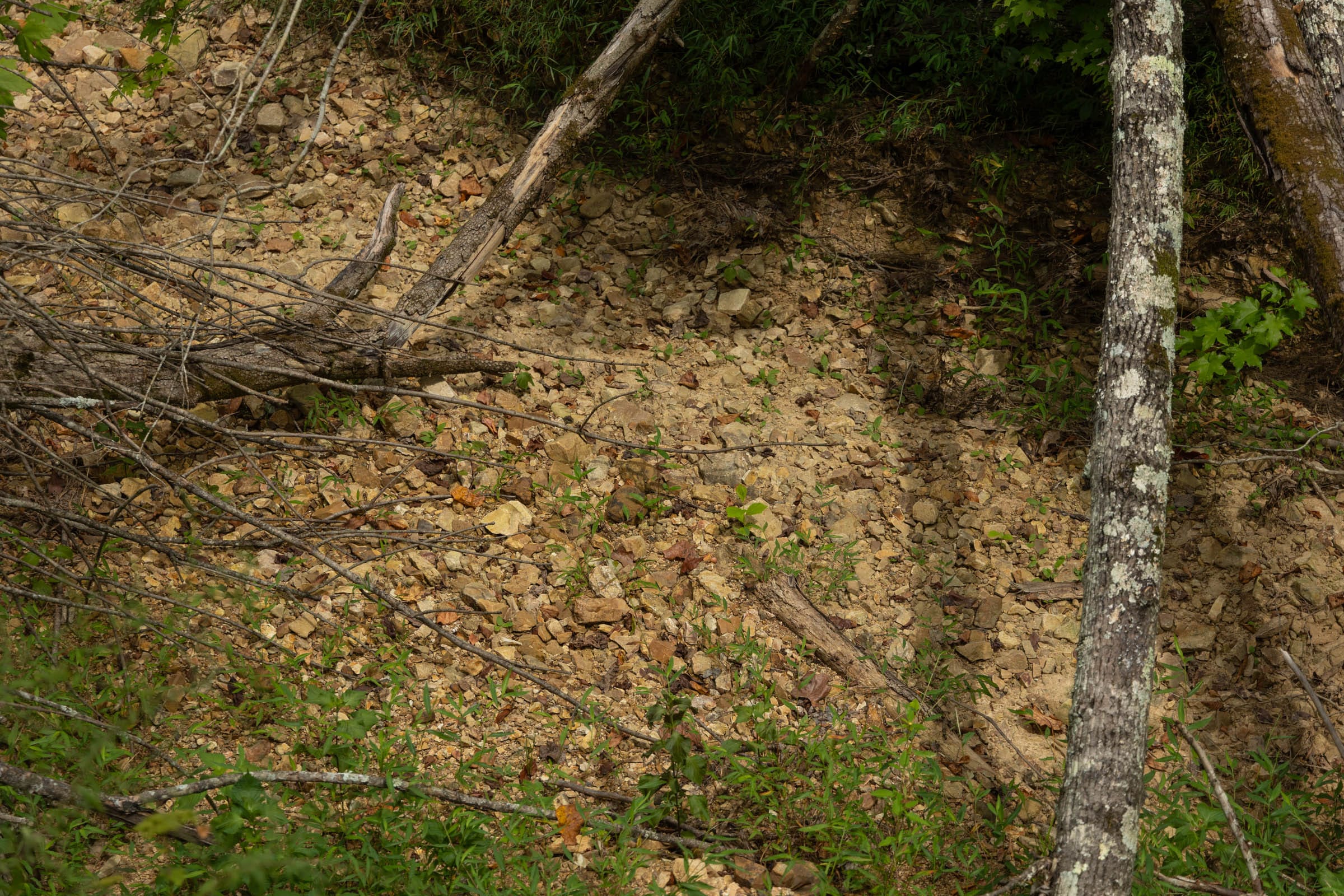 Big White Oak Tract 143 photo 7