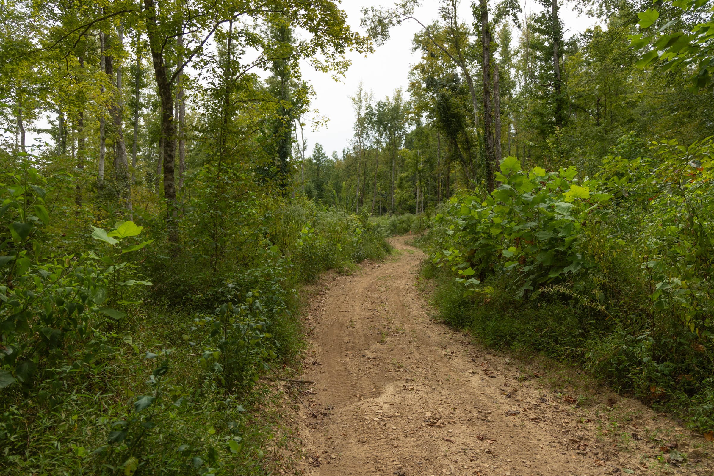 Big White Oak Tract 143 photo 6