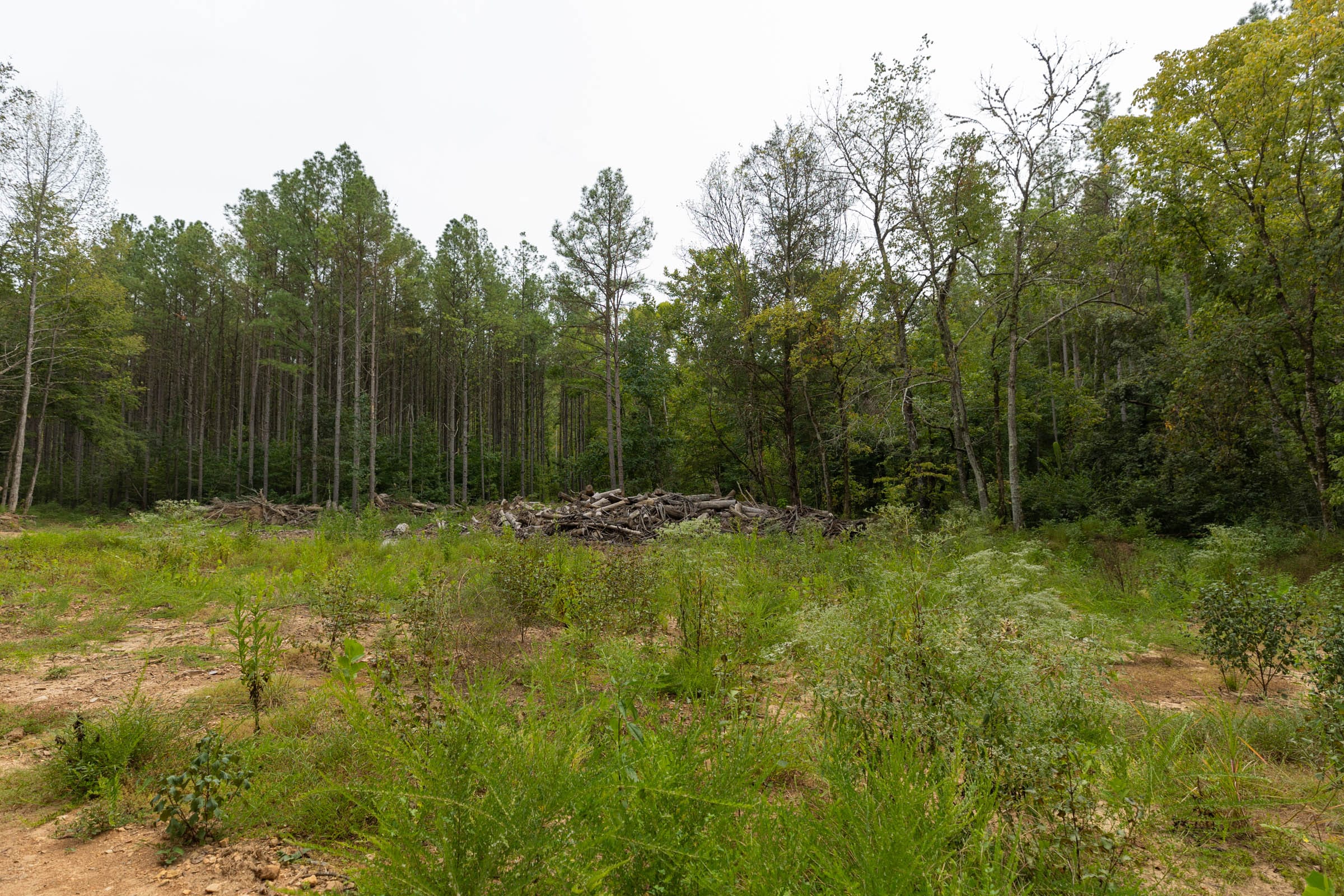 Big White Oak Tract 143 photo 5