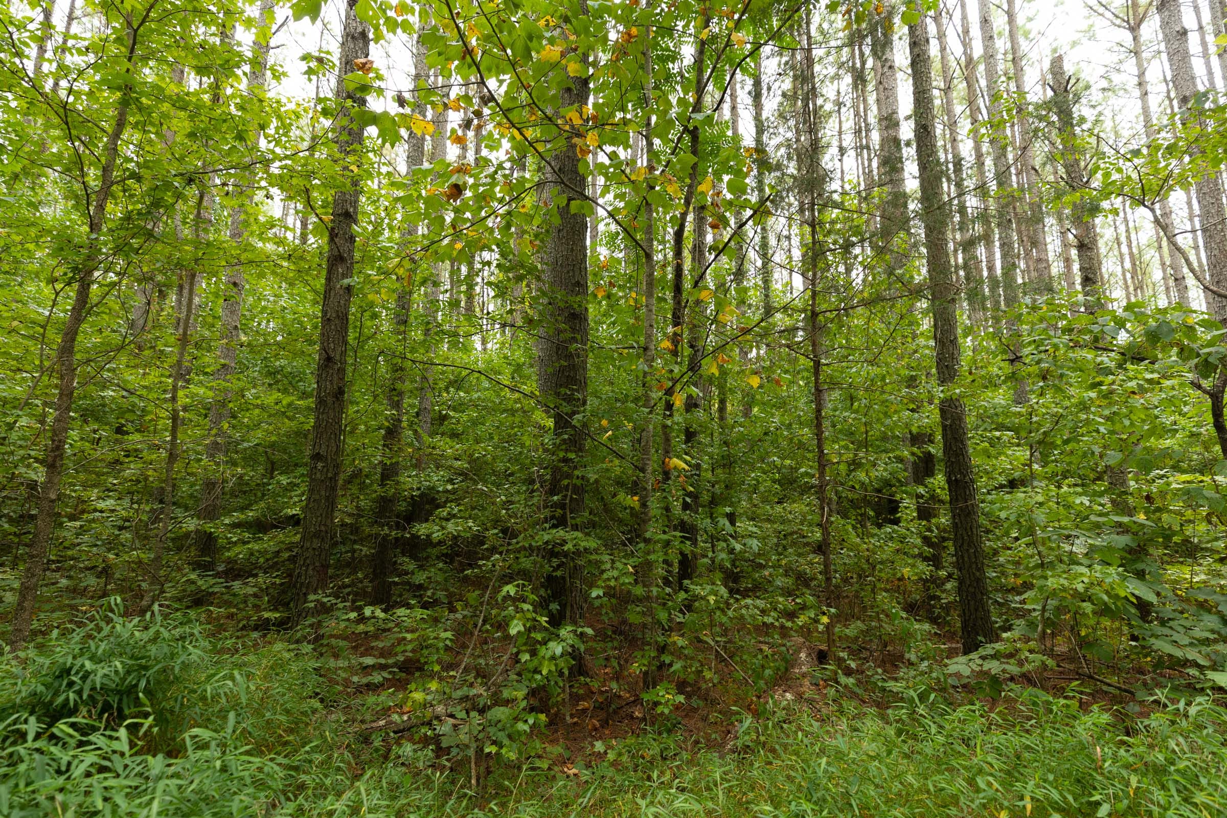 Big White Oak Tract 143 photo 4