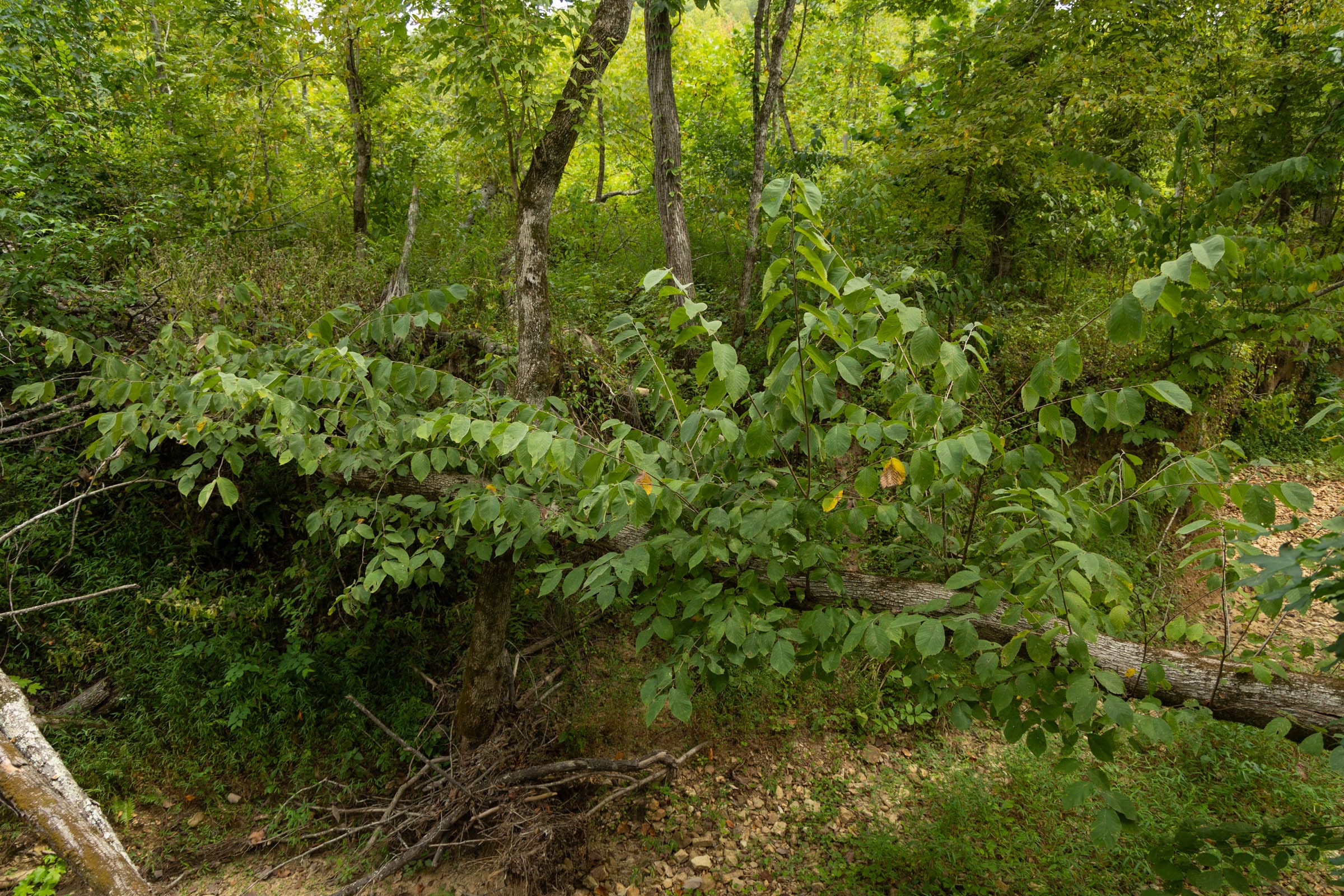 Big White Oak Tract 143 photo 3