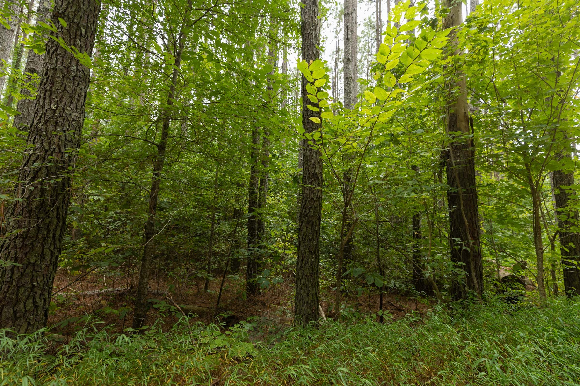 Big White Oak Tract 143 photo 2