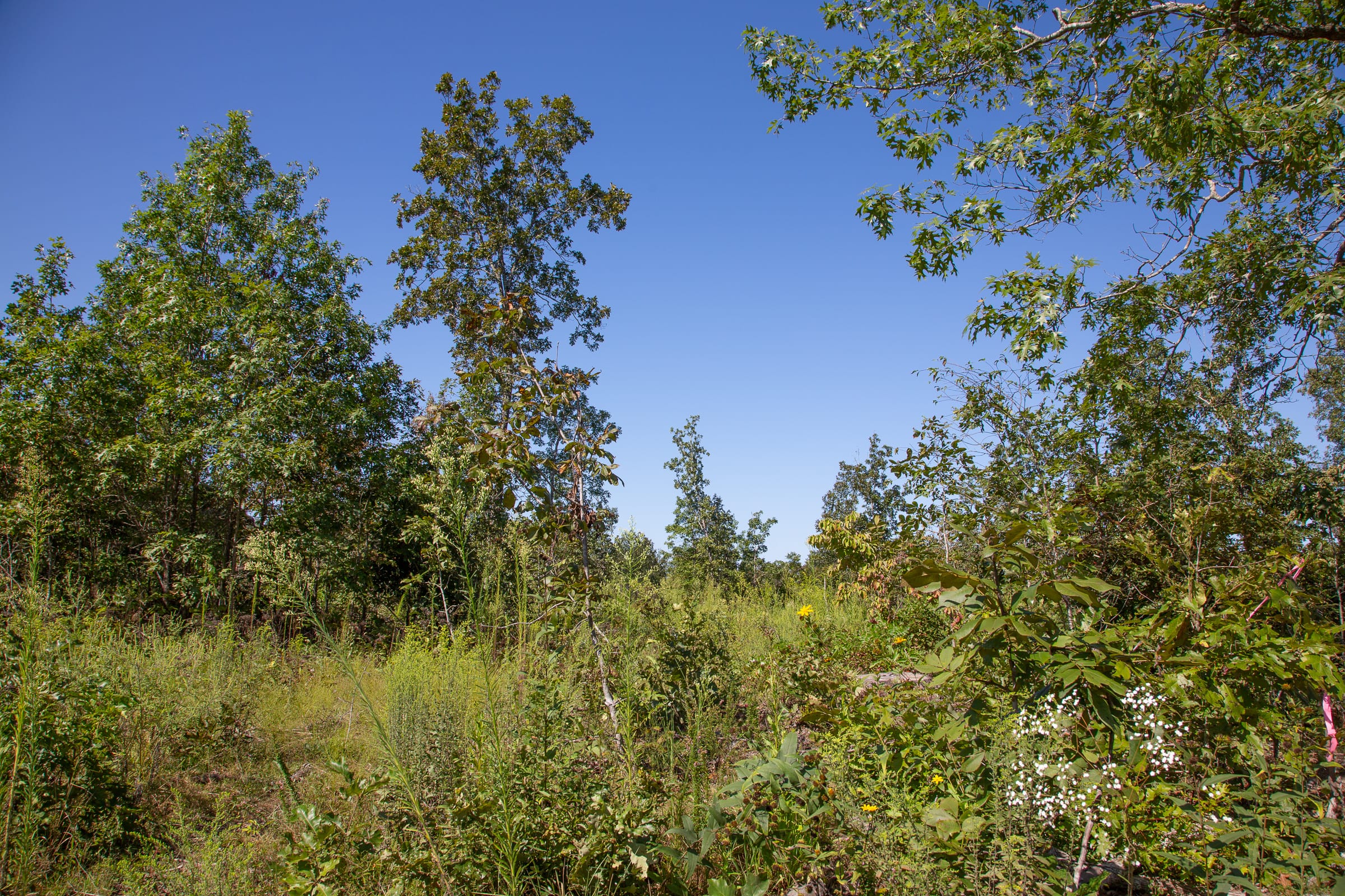 Borgmann’s Hollow Phase II Tract 71 photo 3