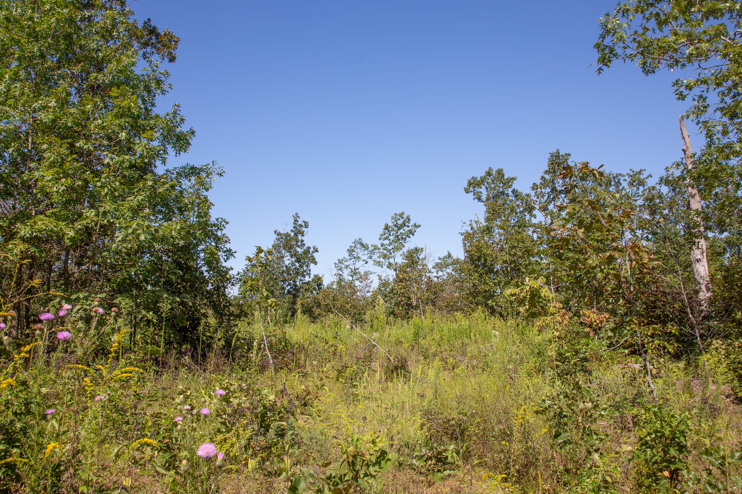 Borgmann’s Hollow Phase II Tract 71 photo 4