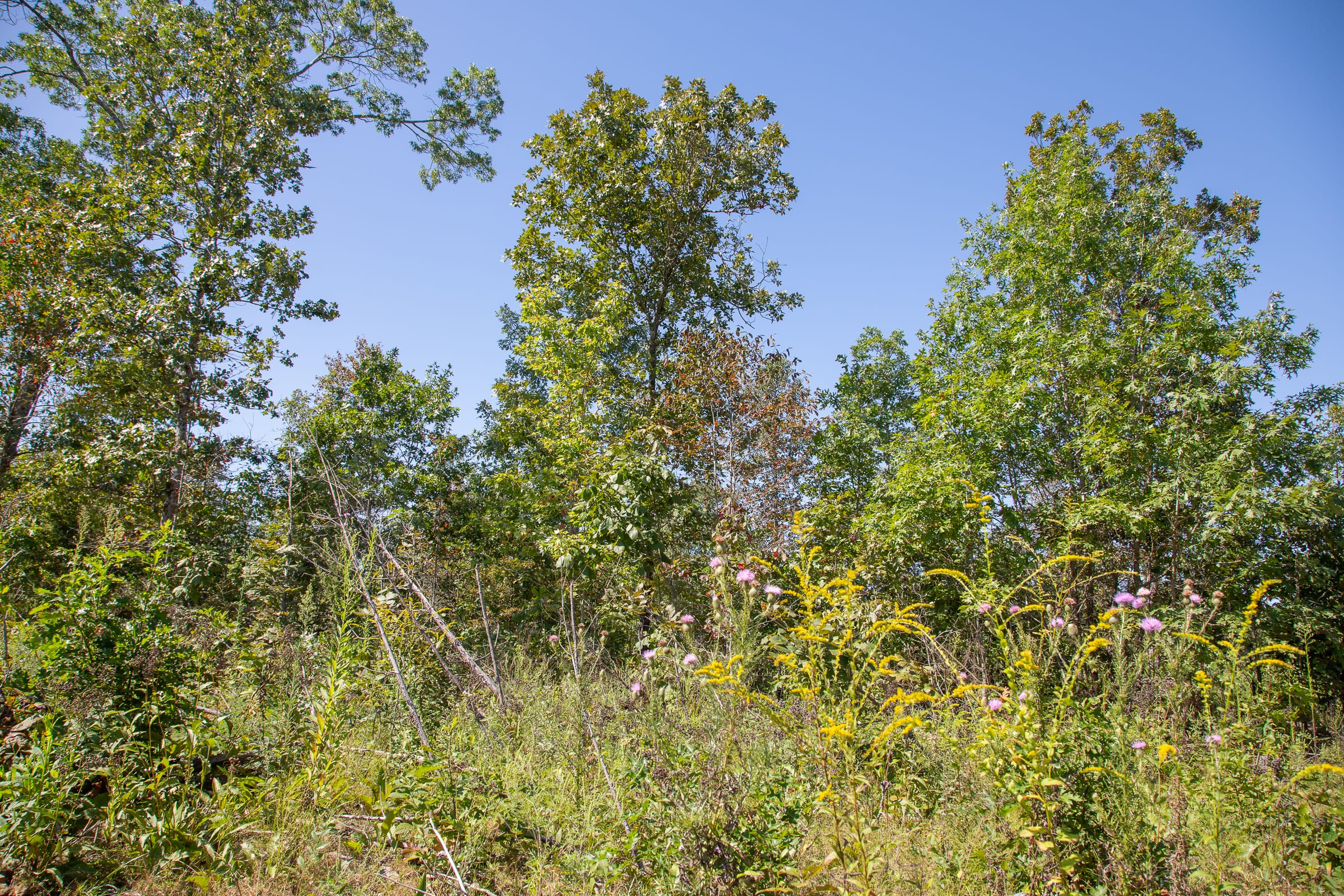 Borgmann’s Hollow Phase II Tract 71 photo 5