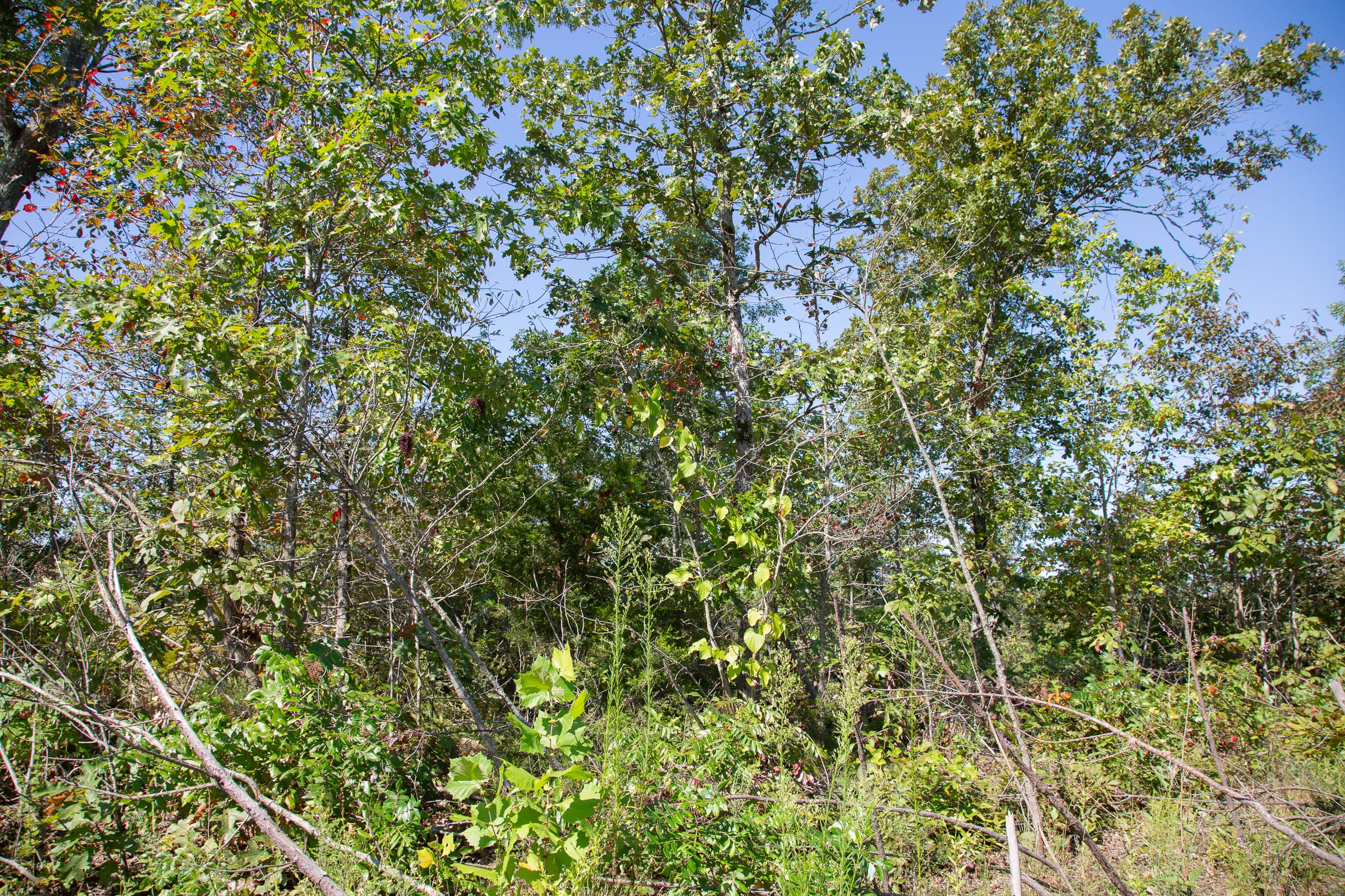 Borgmann’s Hollow Phase II Tract 71 photo 6