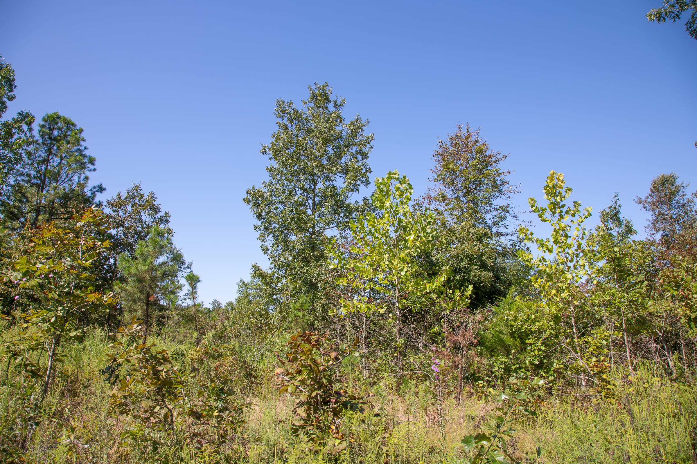 Borgmann’s Hollow Phase II Tract 71 photo 8