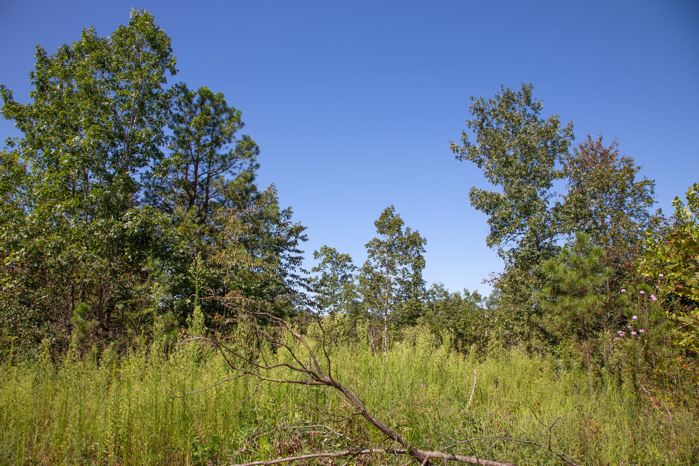 Borgmann’s Hollow Phase II Tract 71 photo 9