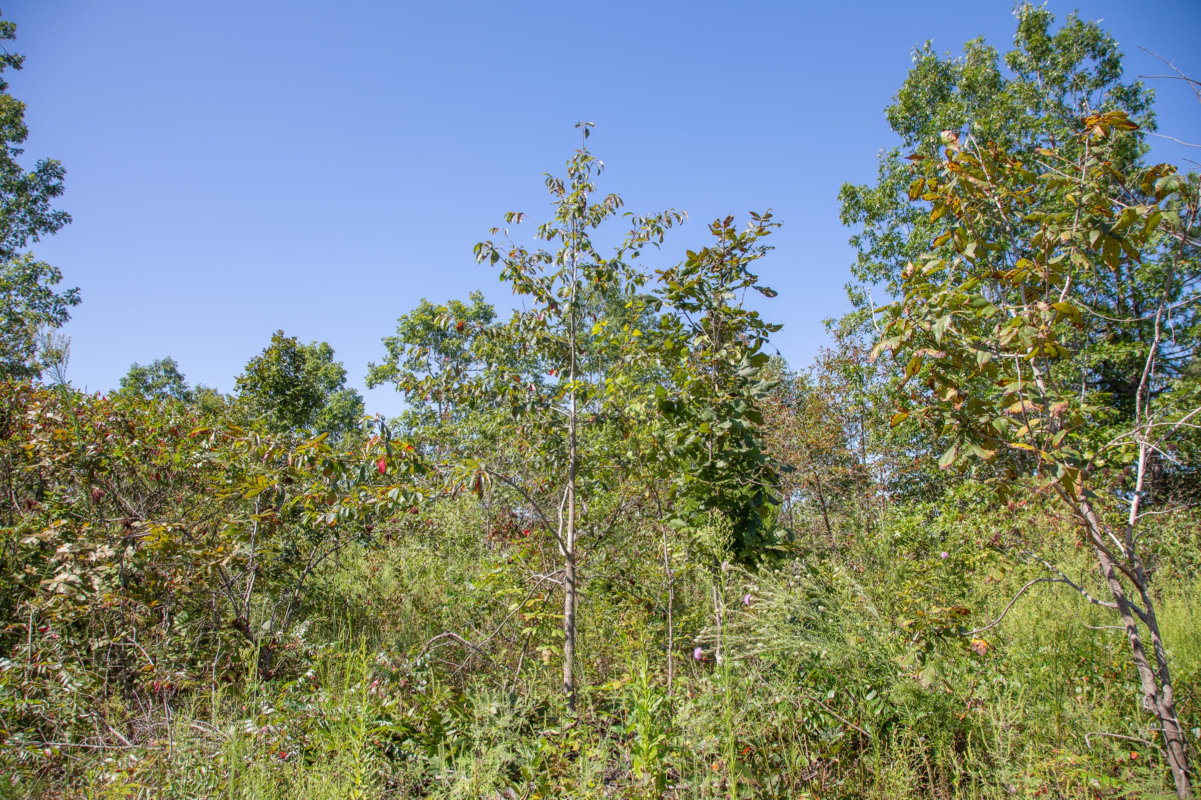 Borgmann’s Hollow Phase II Tract 71 photo 10