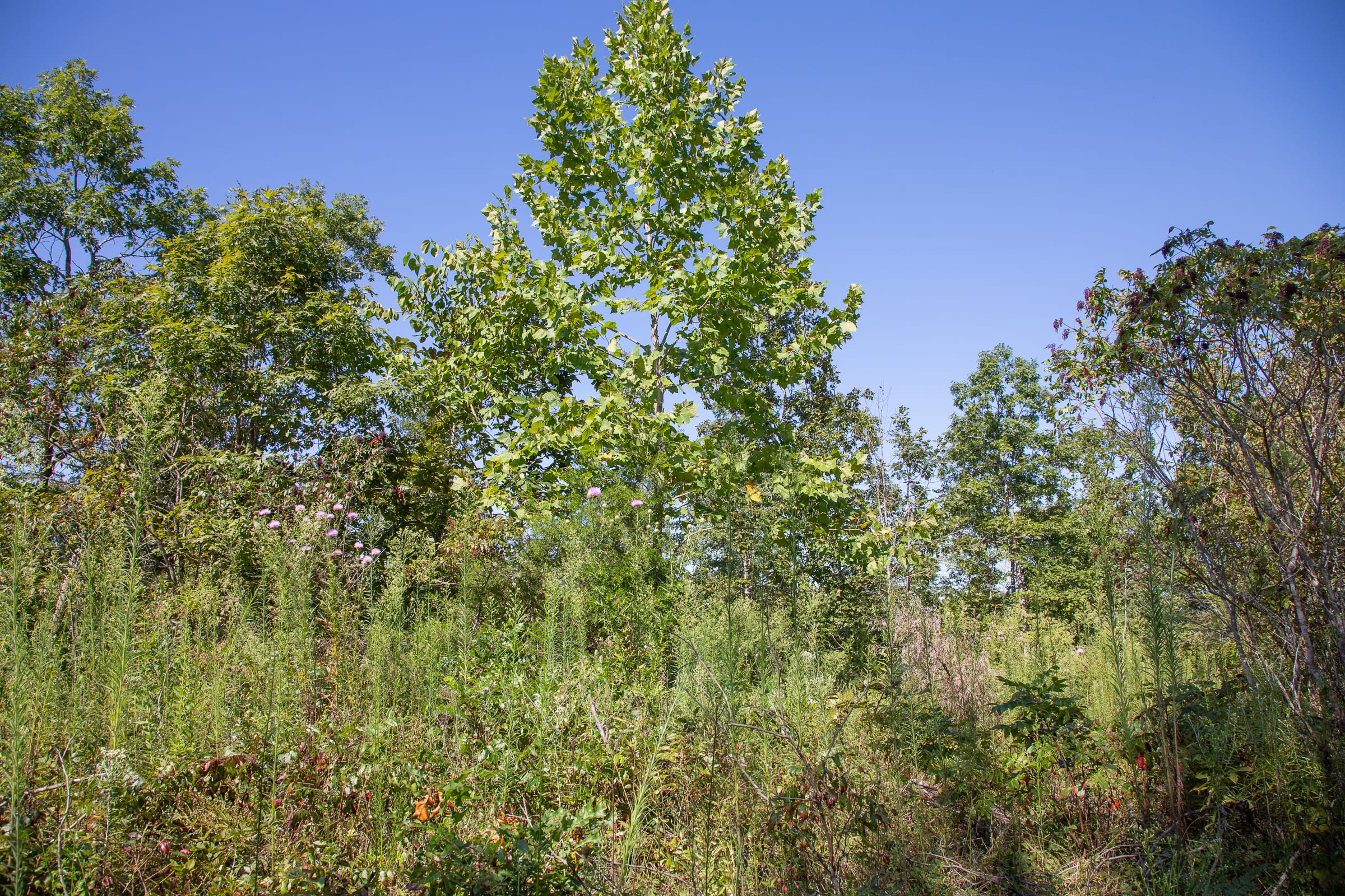 Borgmann’s Hollow Phase II Tract 71 photo 11