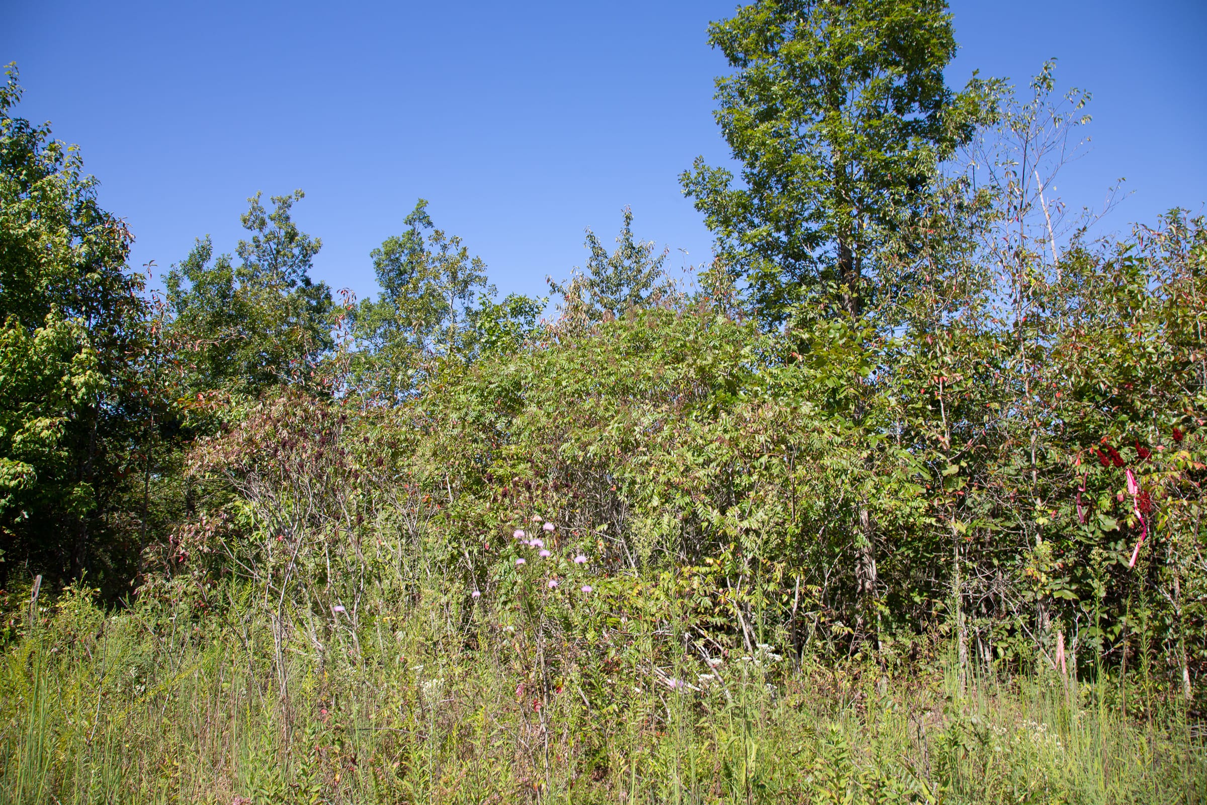 Borgmann’s Hollow Phase II Tract 71 photo 12