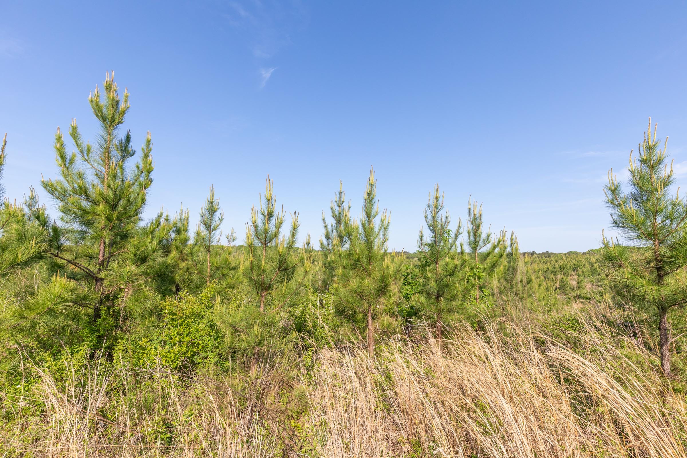 Clear Wood Tract 17 photo 8