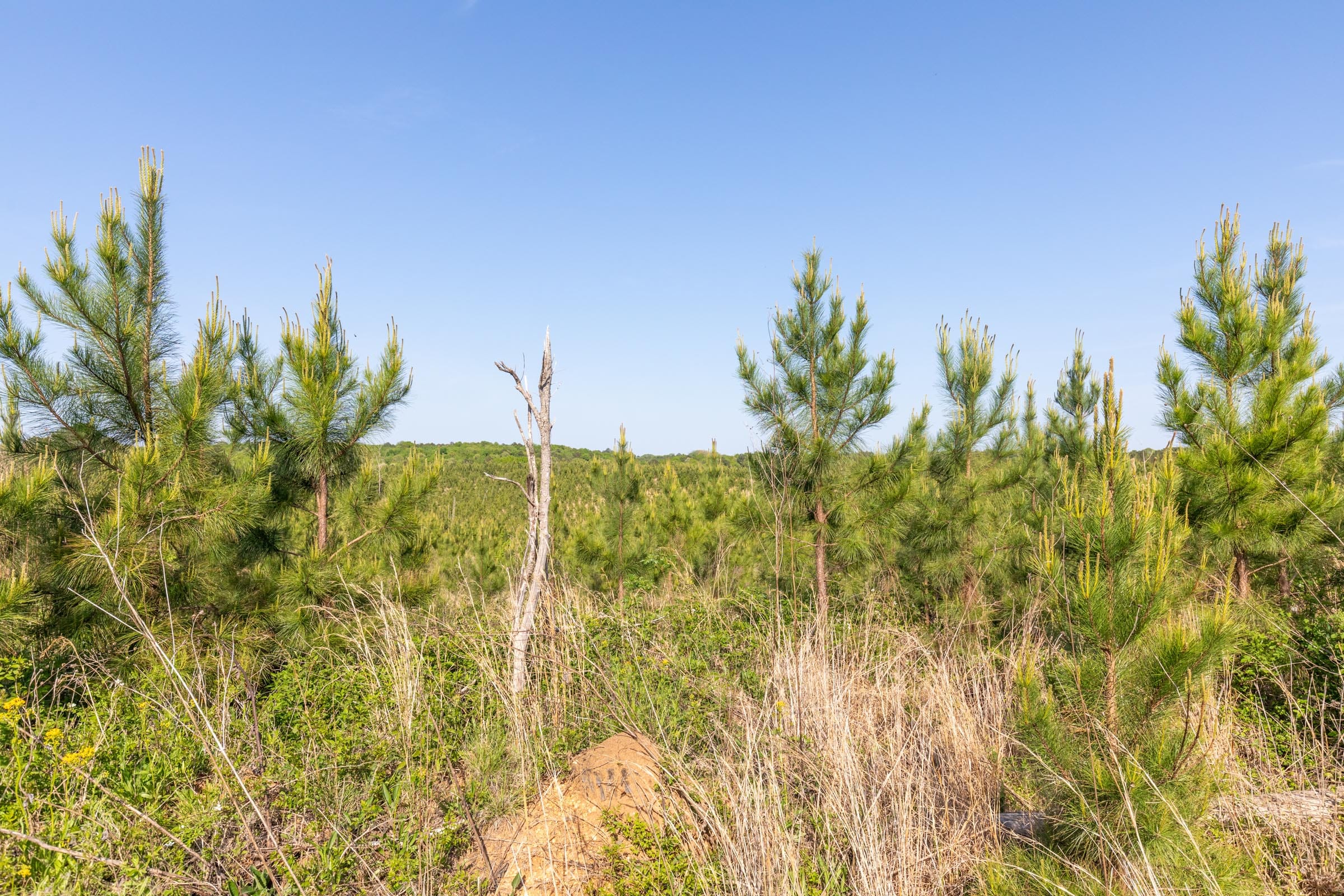 Clear Wood Tract 17 photo 9