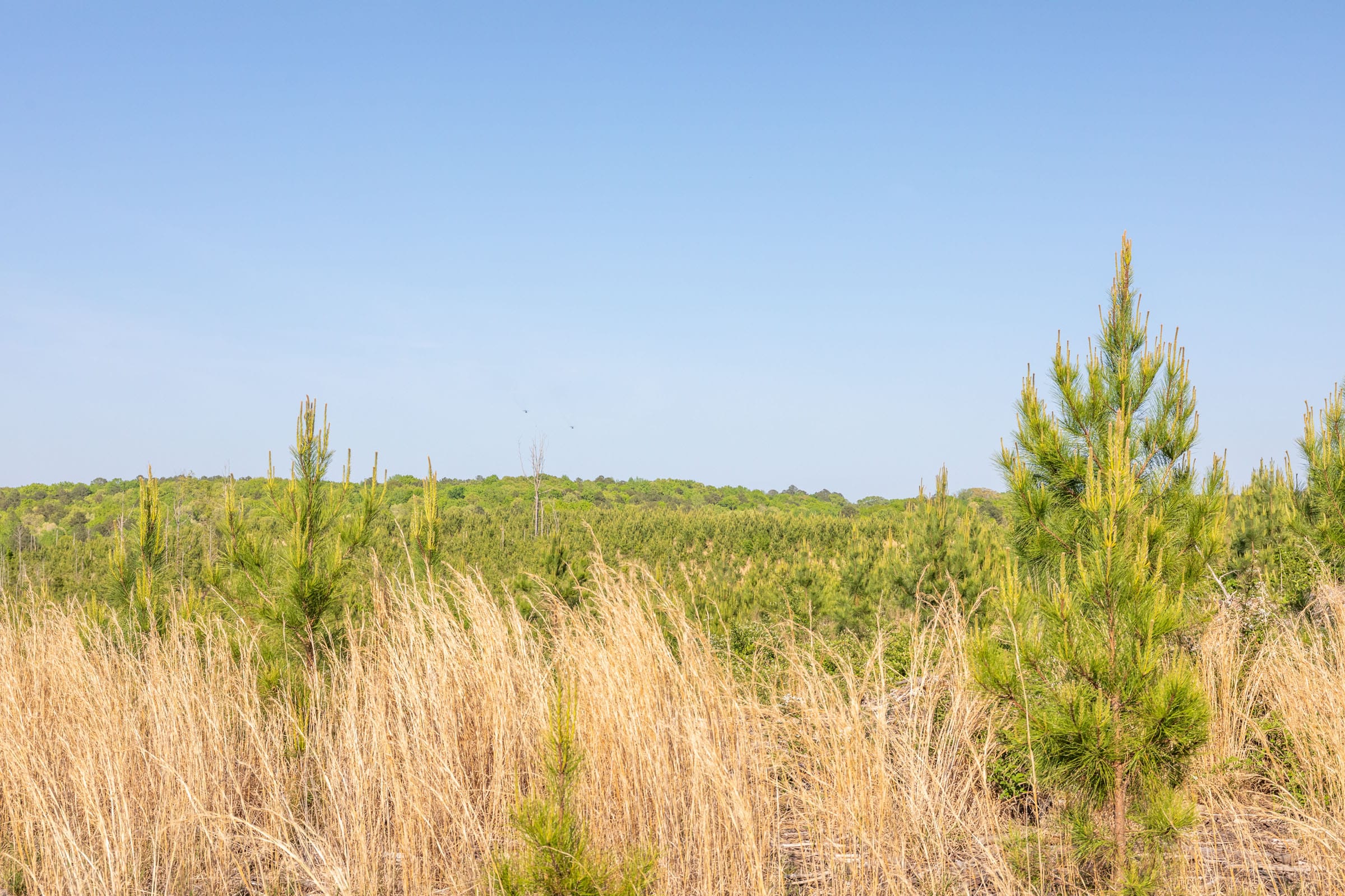 Clear Wood Tract 17 photo 11