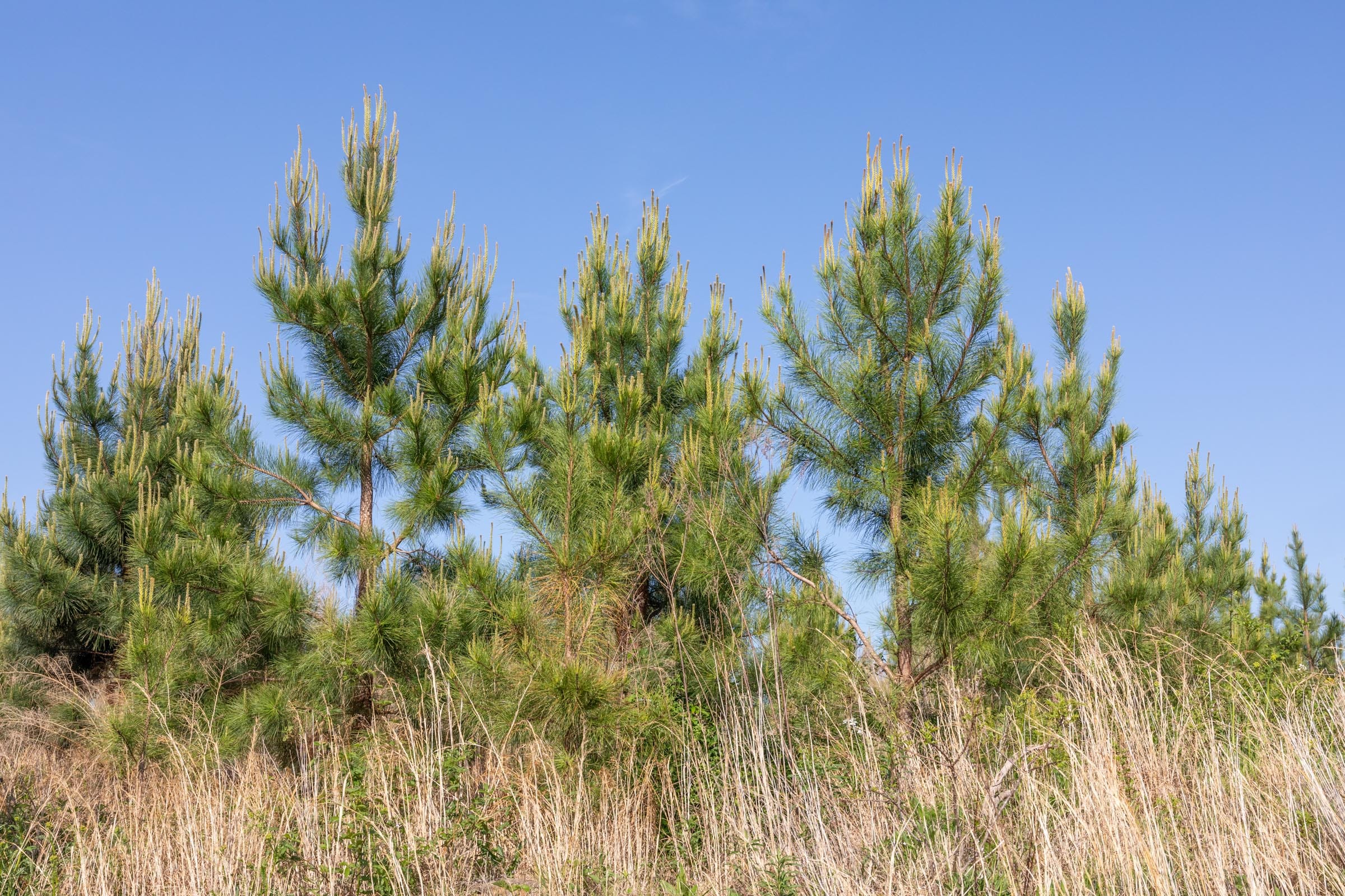Clear Wood Tract 17 photo 12