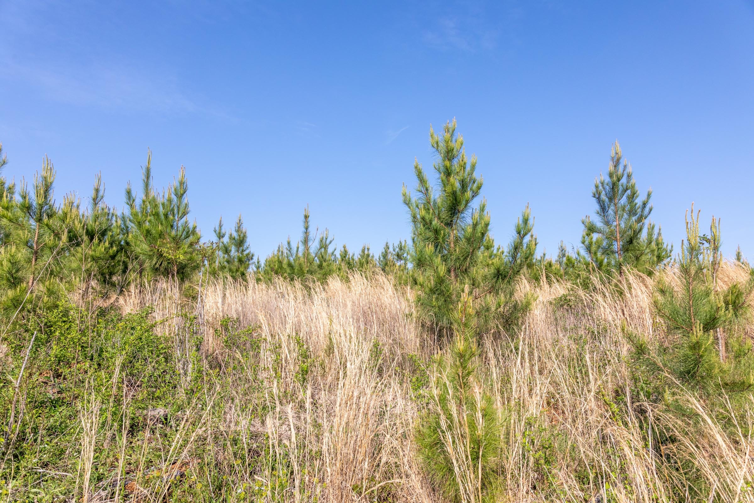 Clear Wood Tract 17 photo 13
