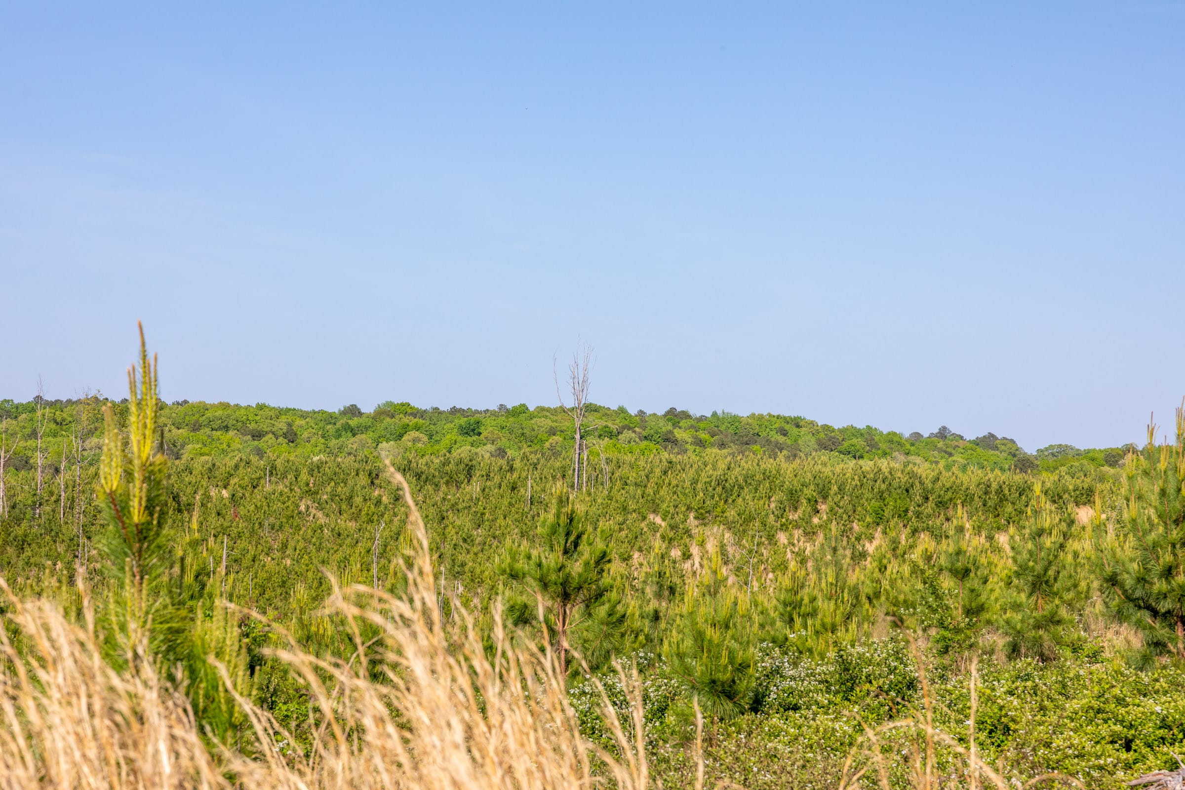 Clear Wood Tract 17 photo 16