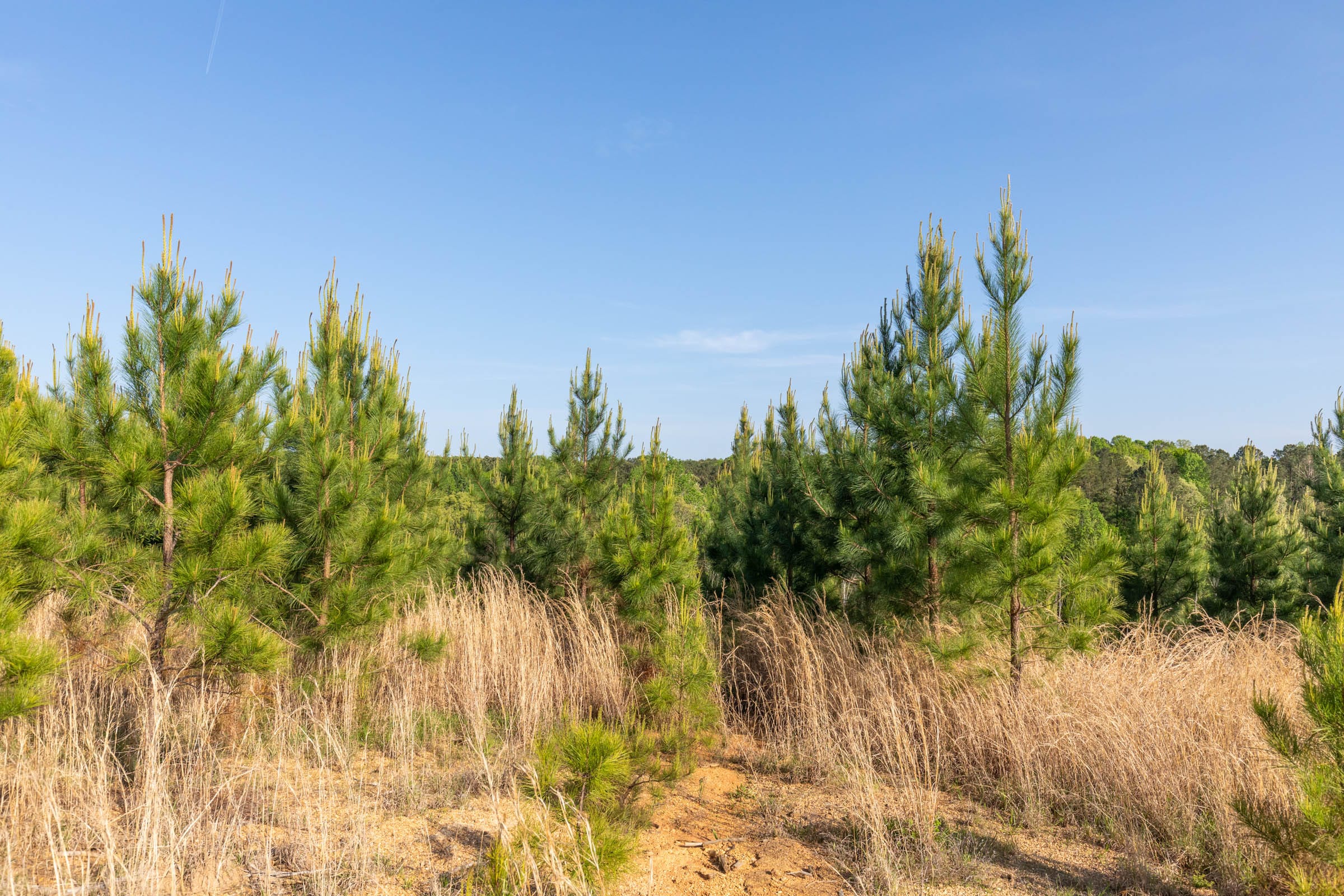 Clear Wood Tract 17 photo 19