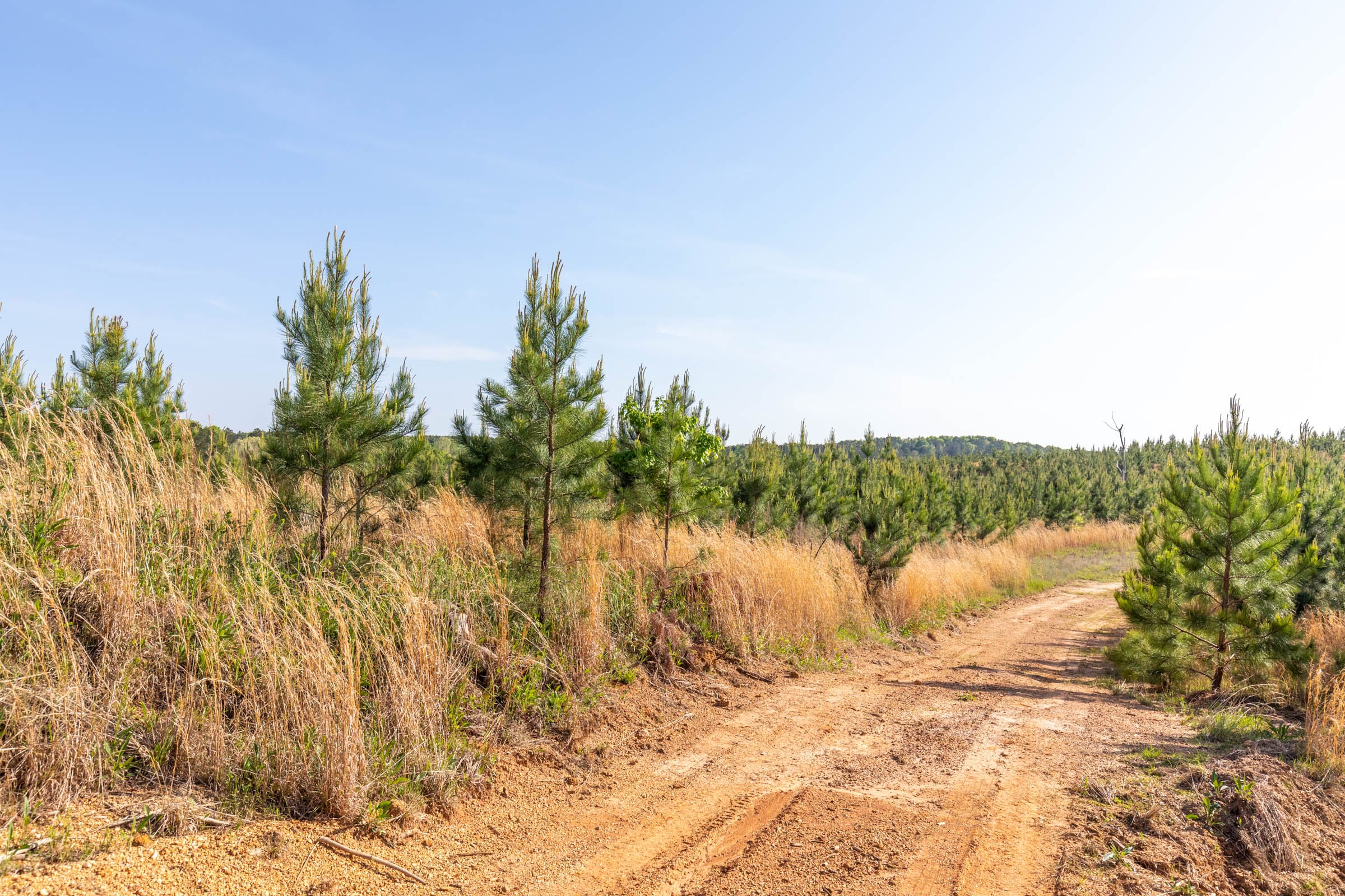 Clear Wood Tract 17 photo 15
