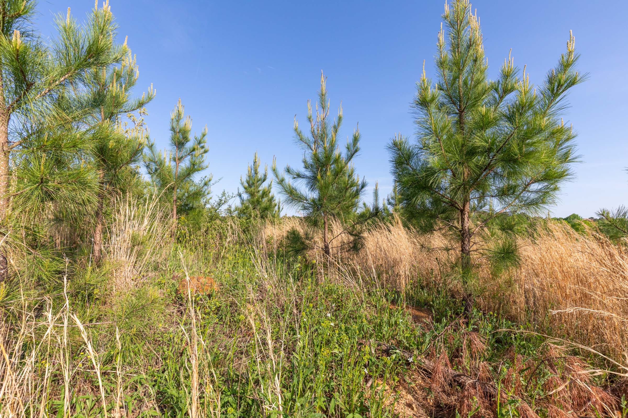 Clear Wood Tract 17 photo 21