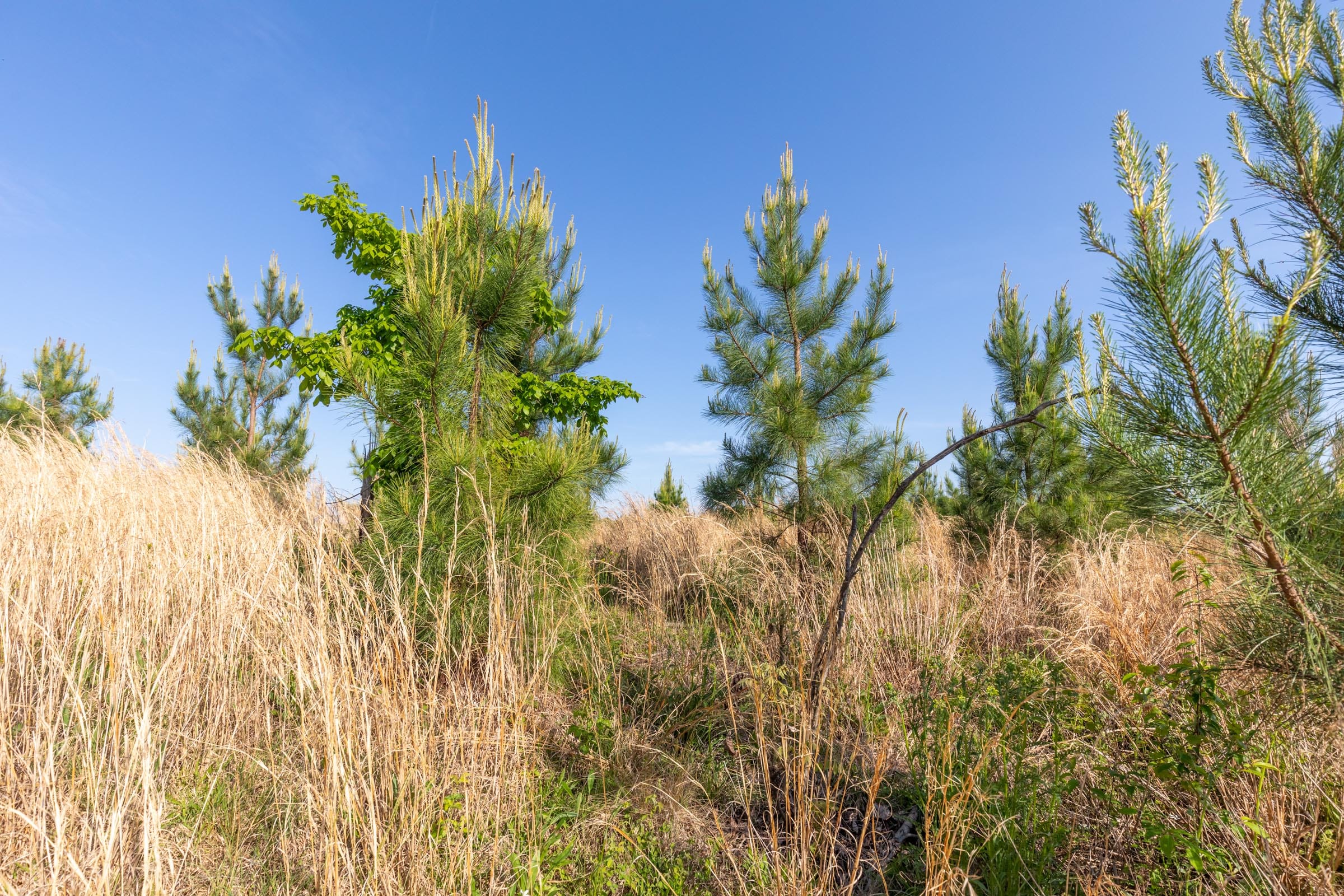Clear Wood Tract 17 photo 22