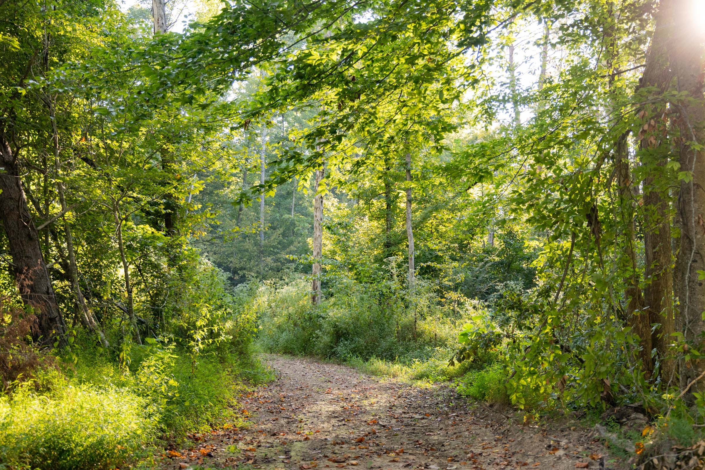 Big White Oak Tract 90 photo 9