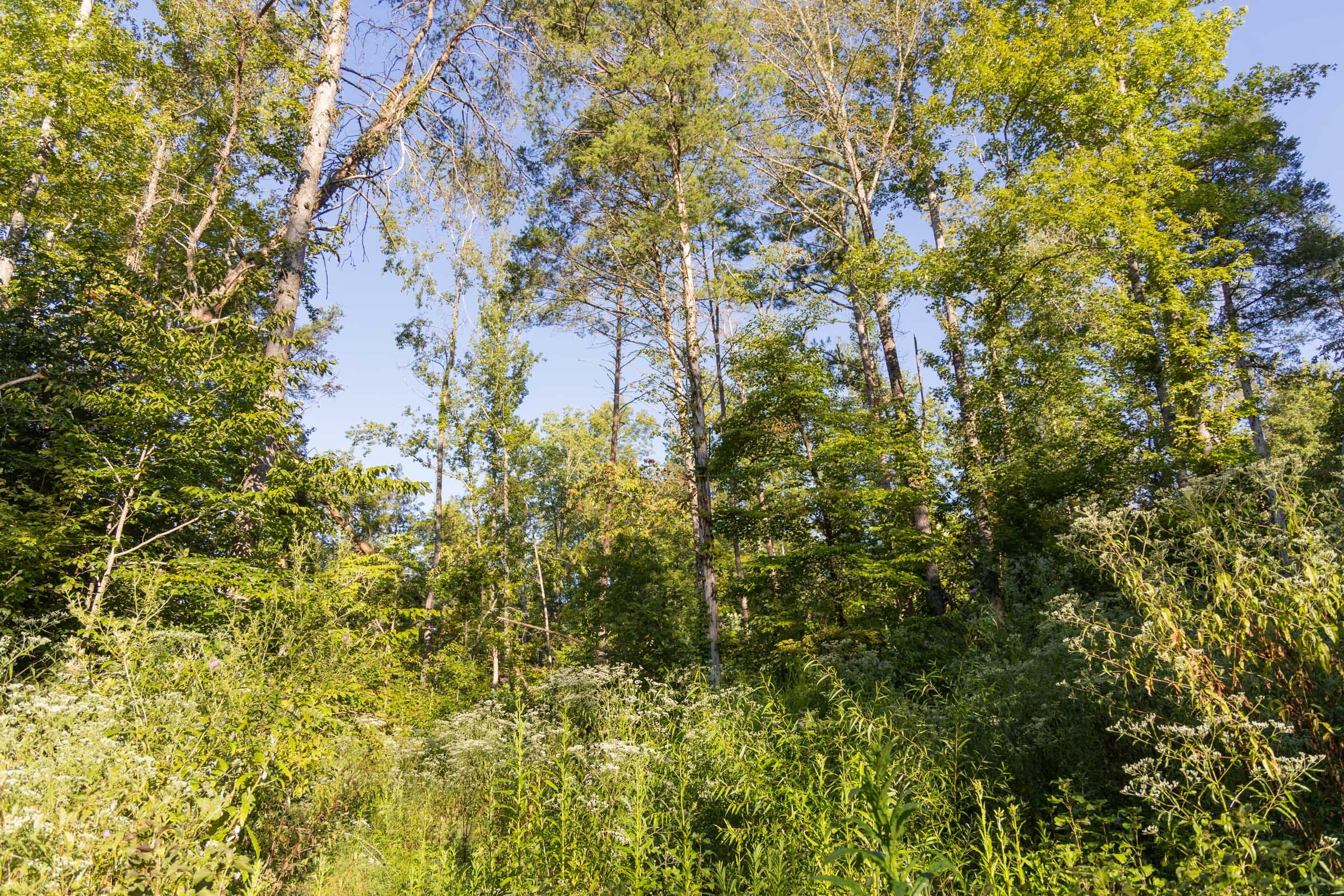 Big White Oak Tract 90 photo 7