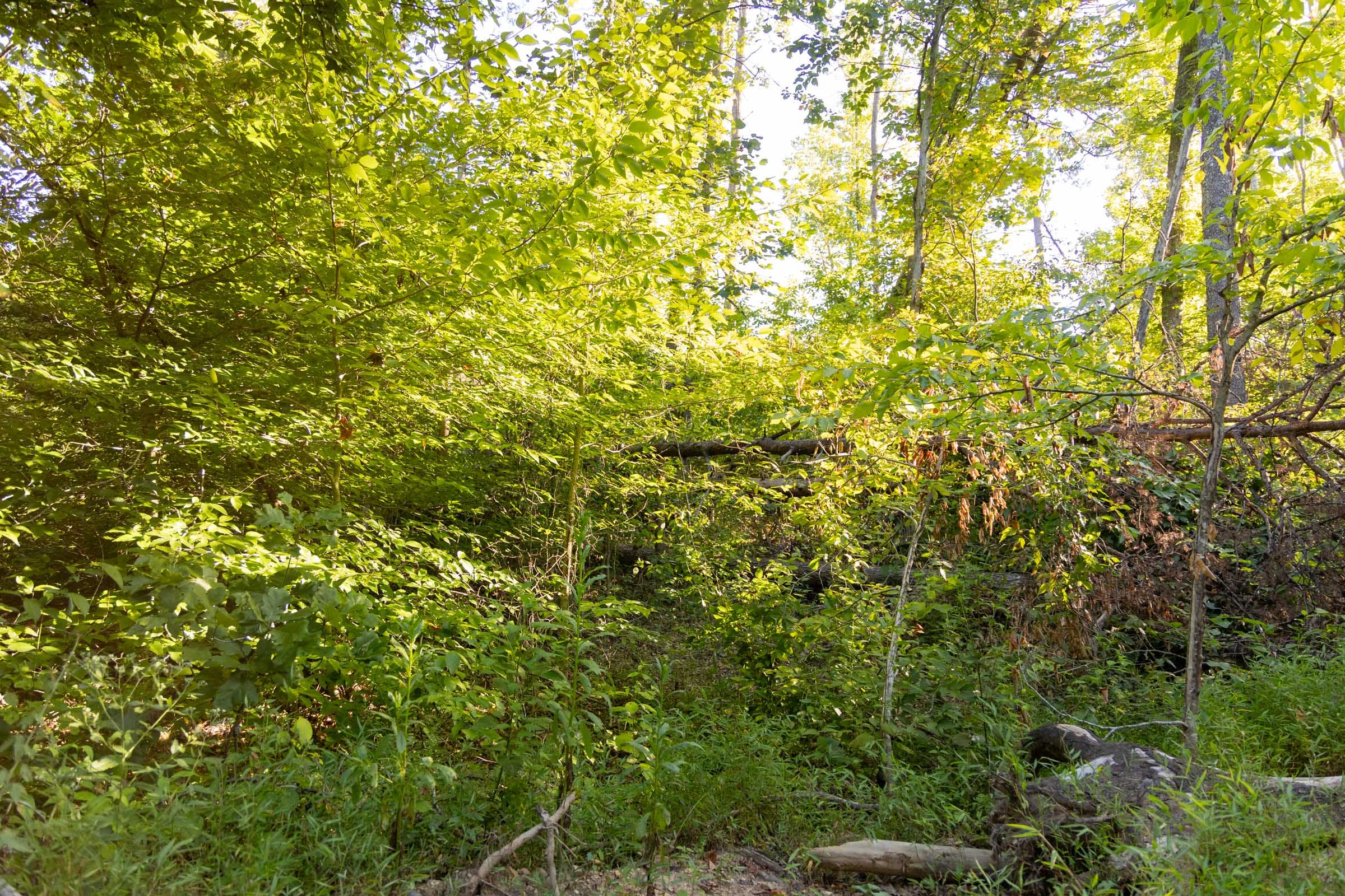 Big White Oak Tract 90 photo 6