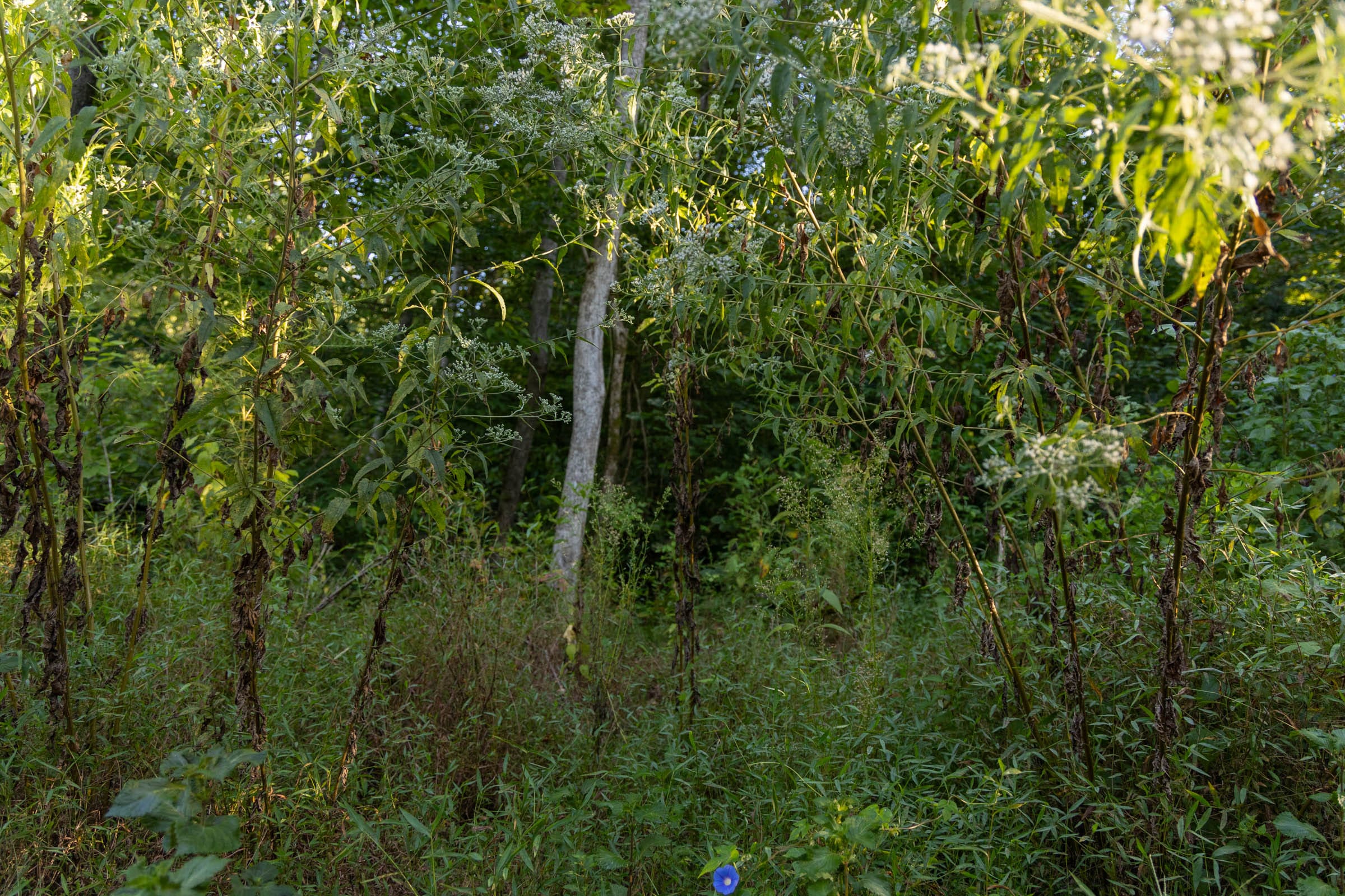 Big White Oak Tract 90 photo 4