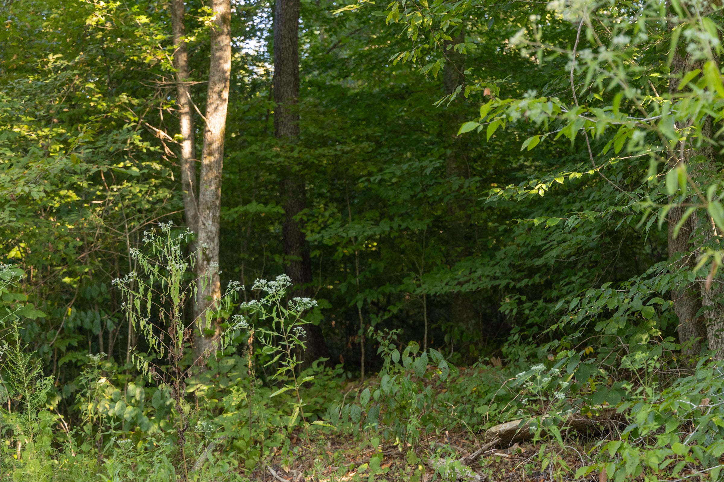 Big White Oak Tract 90 photo 3