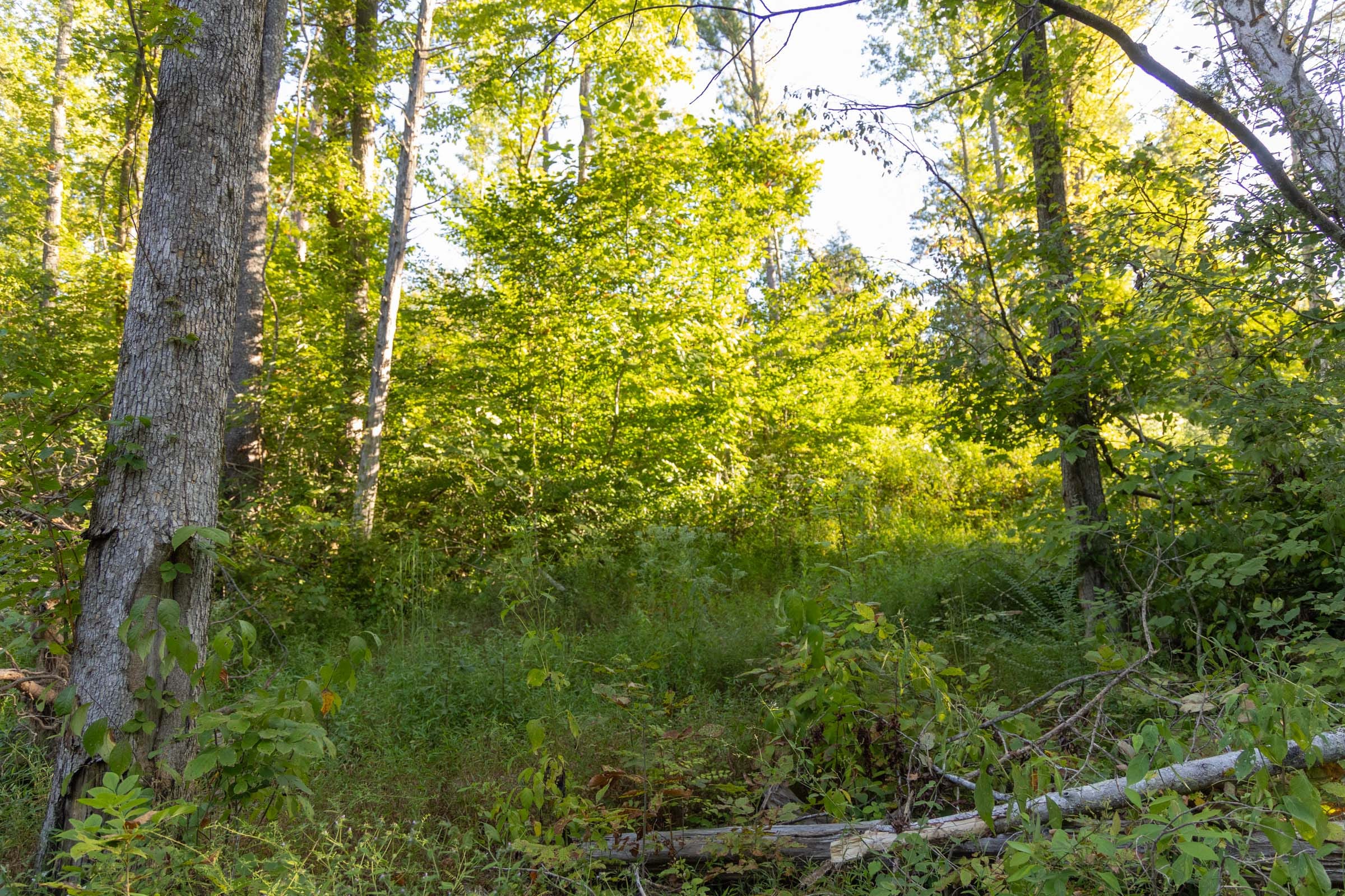 Big White Oak Tract 90 photo 2