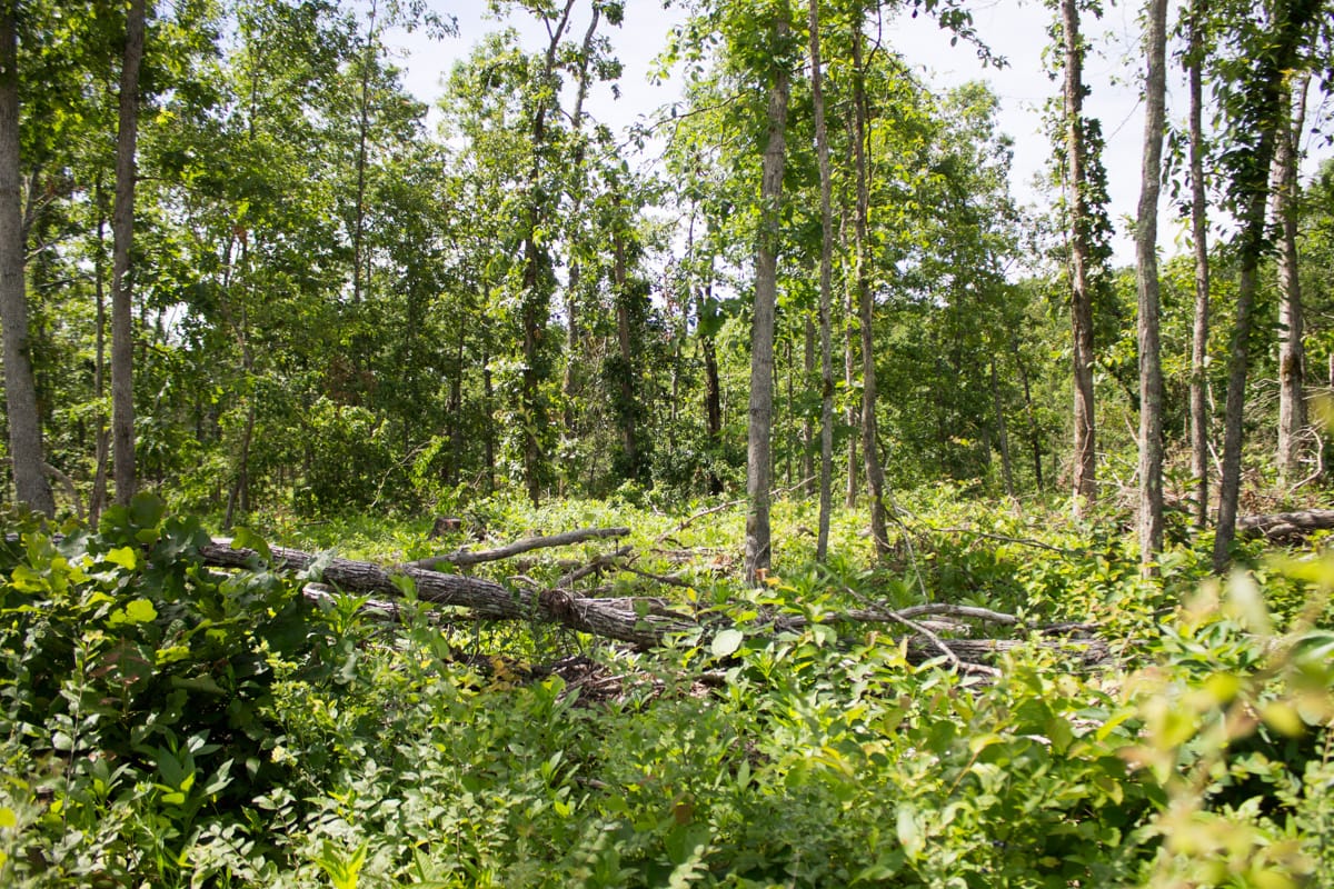 Timber Crossing Tract 15 photo 1